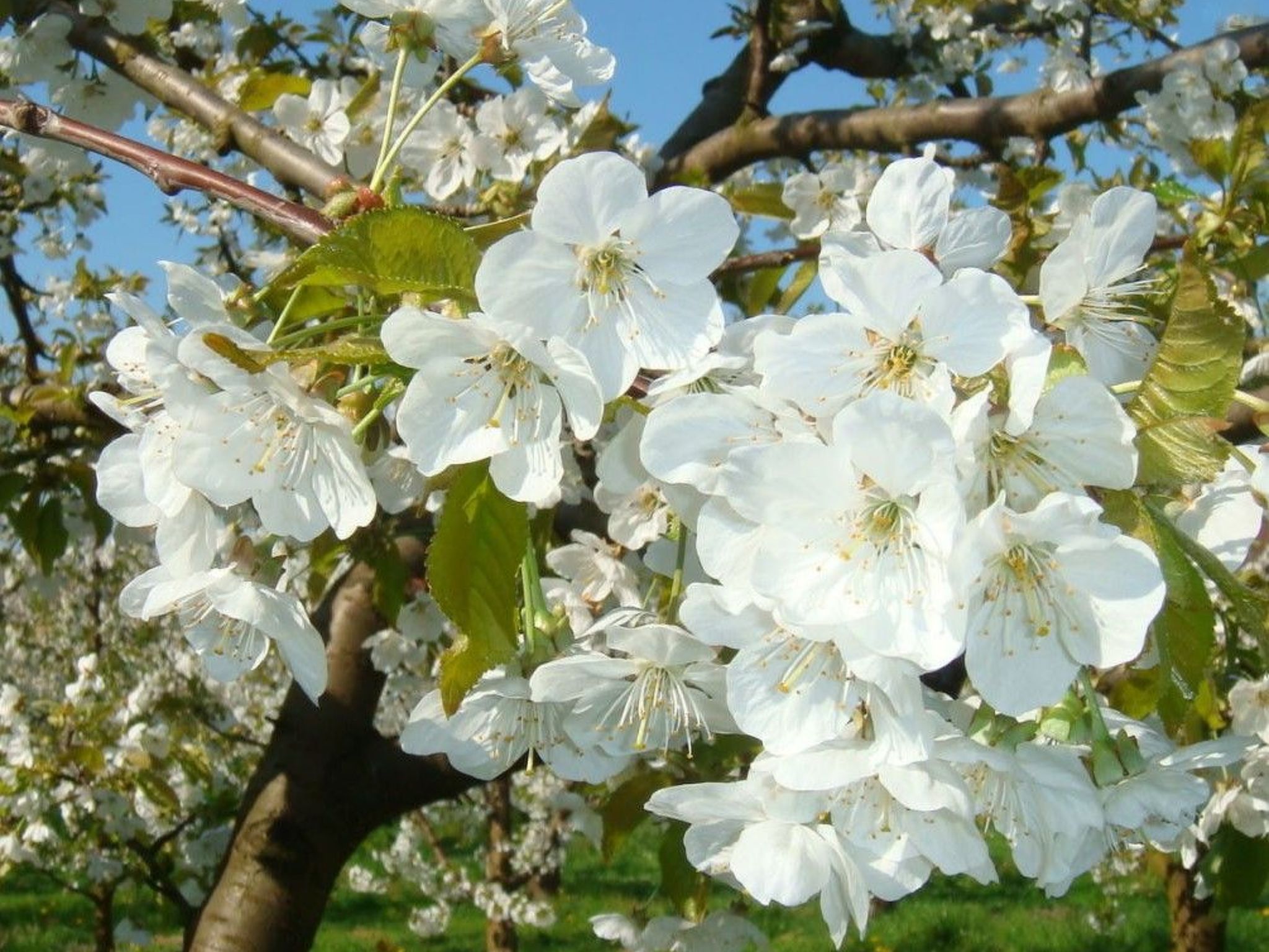 Haus Sonnenschein-Image-tags.info