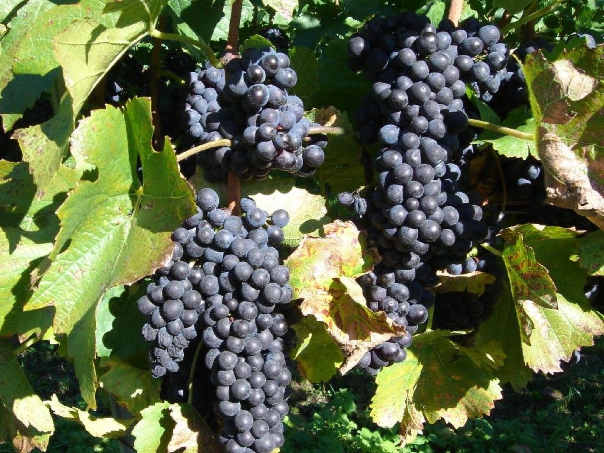 Haus Sonnenschein-Image-tags.info