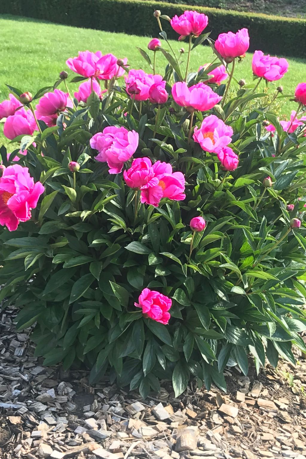 Haus Sonnenschein-Image-tags.info