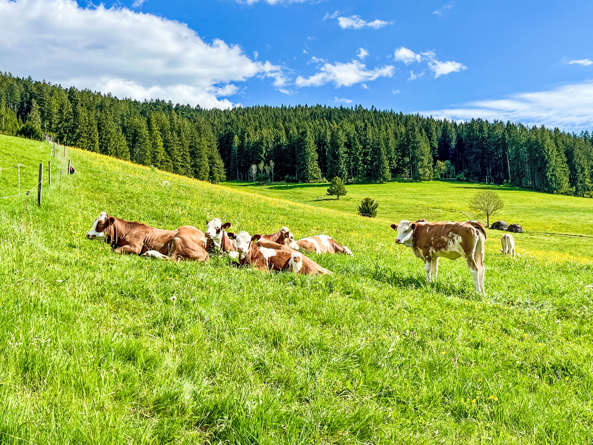 Kuschelnest Oase-Area