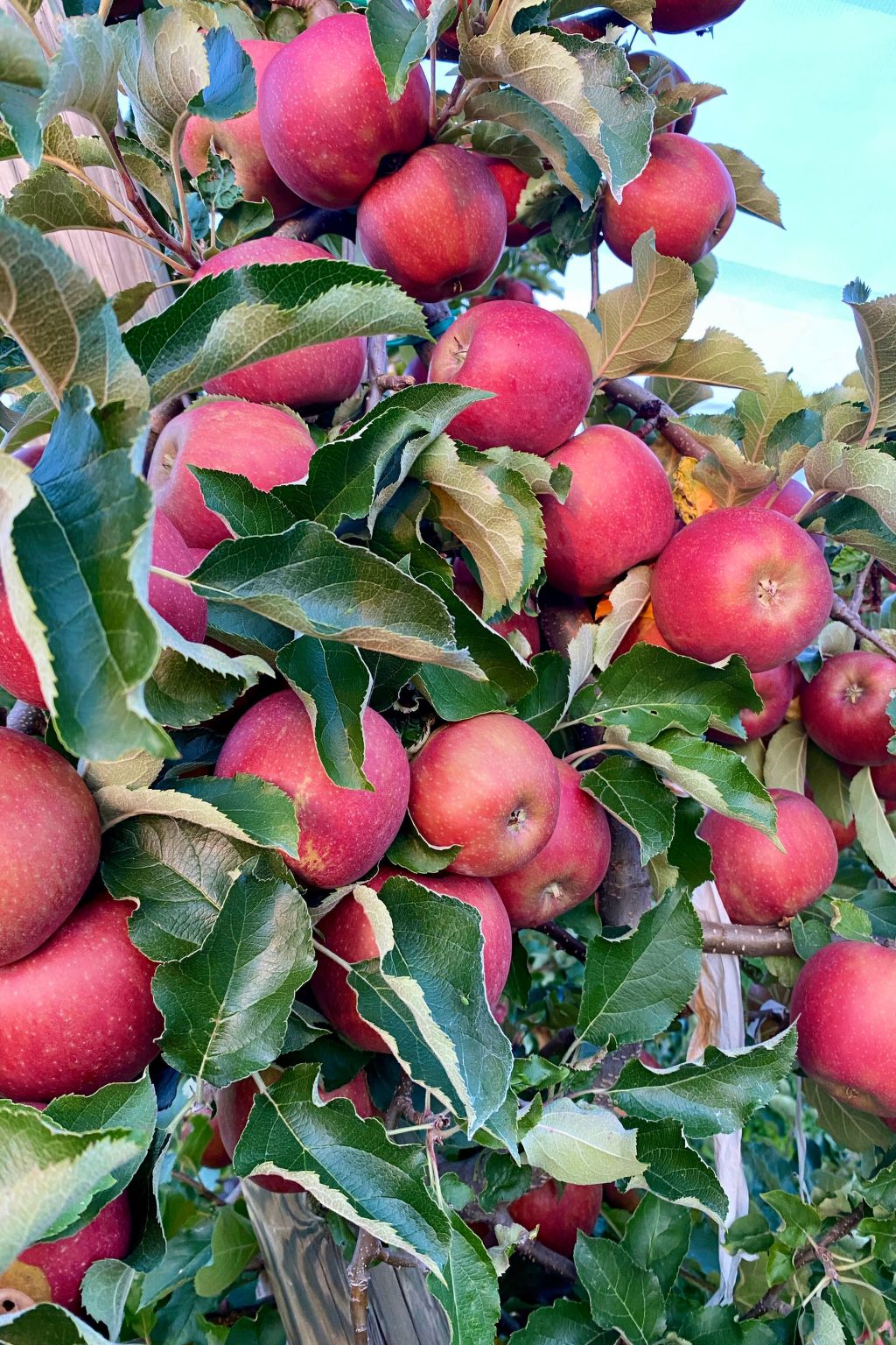 BLICKinsGRUEN-Image-tags.info