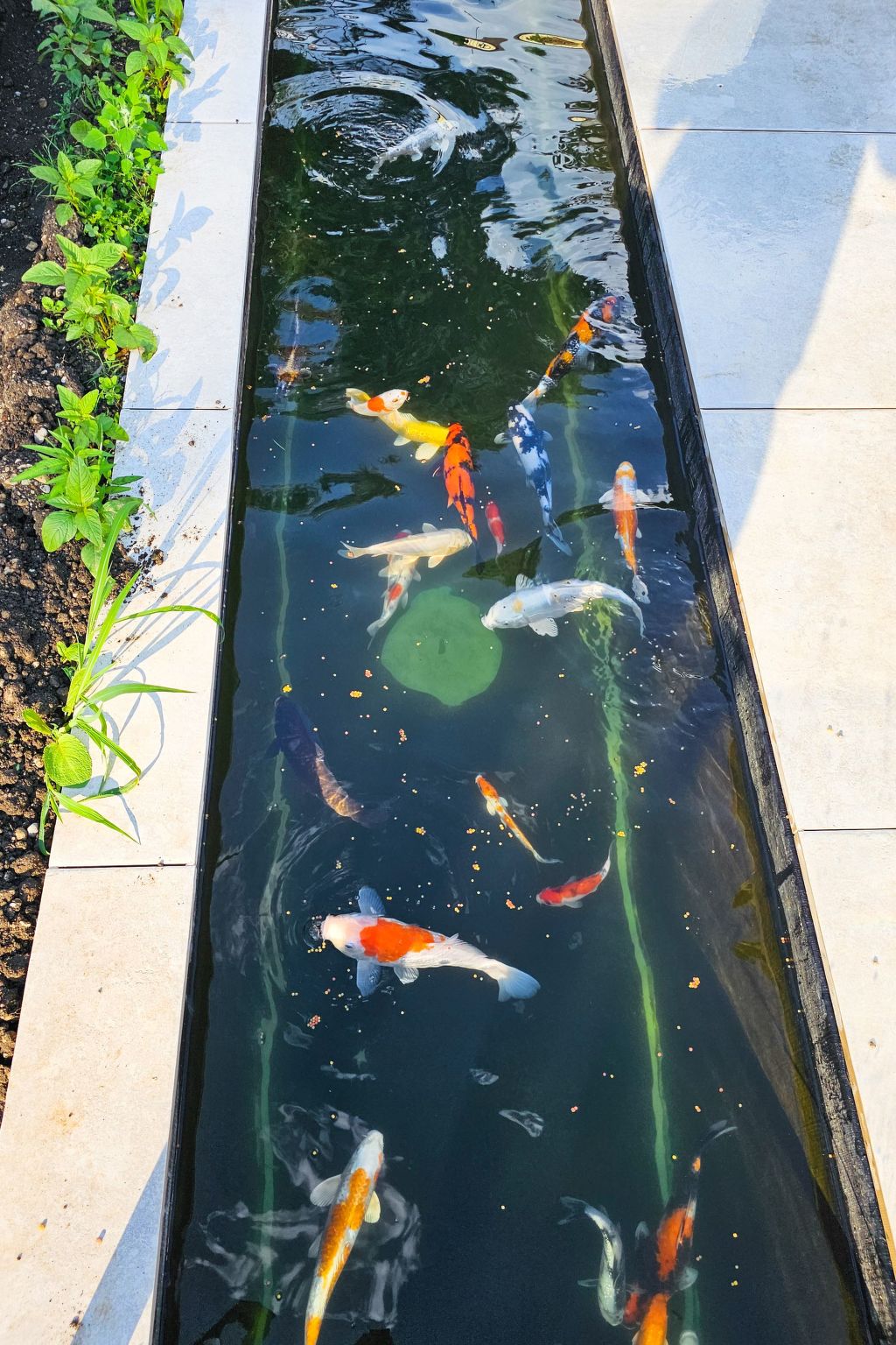 Luxurious large Home, Pool , Garden , Koi Pond-Image-tags.info