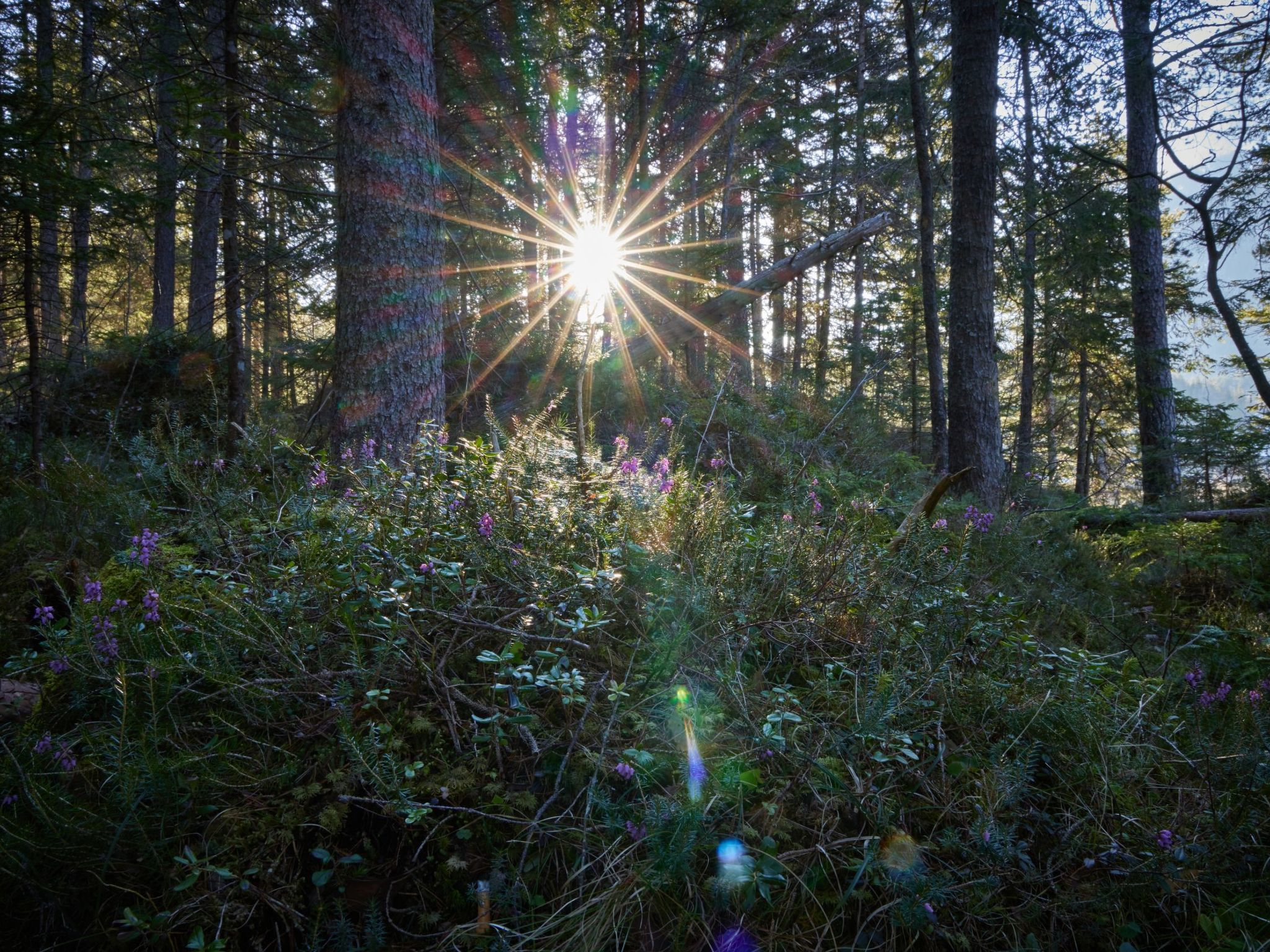 Gemütliche Wohnung in Garmisch-Partenkirchen-Image-tags.info