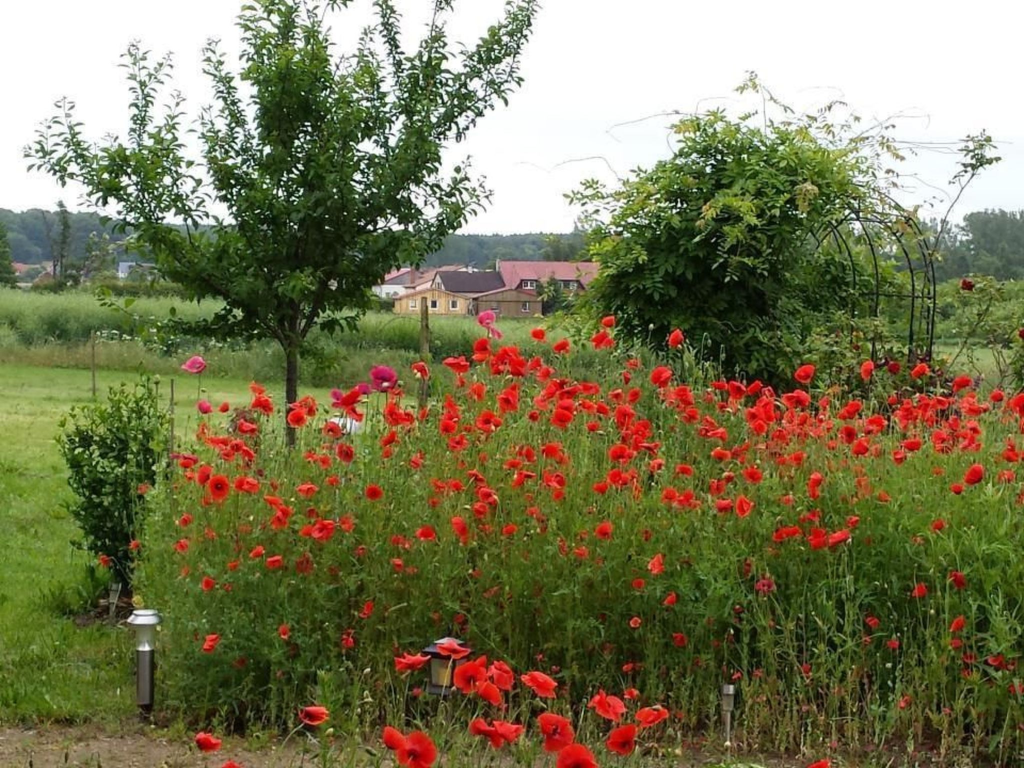 Schmetterling-Binnen