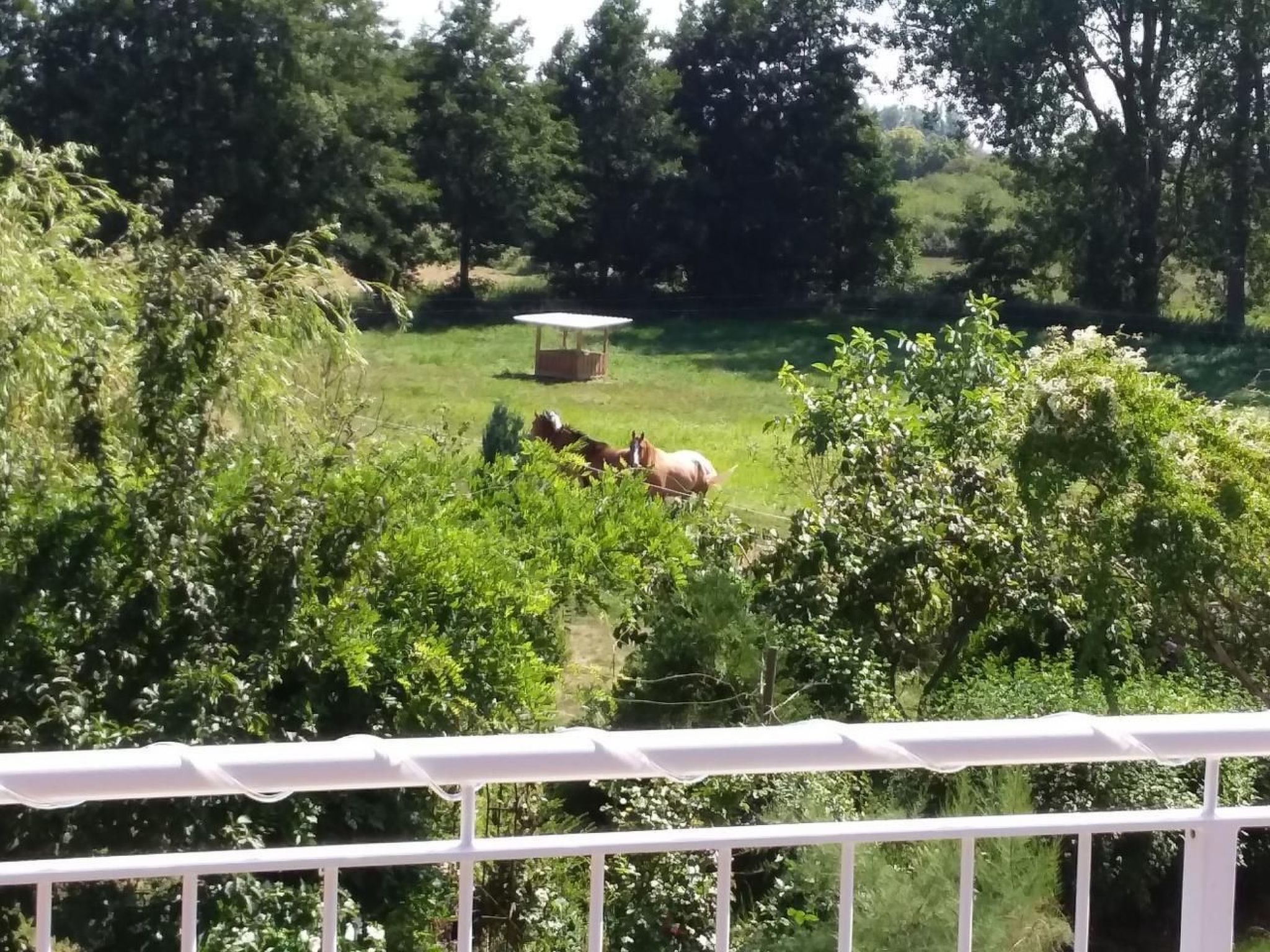 Schmetterling-Binnen