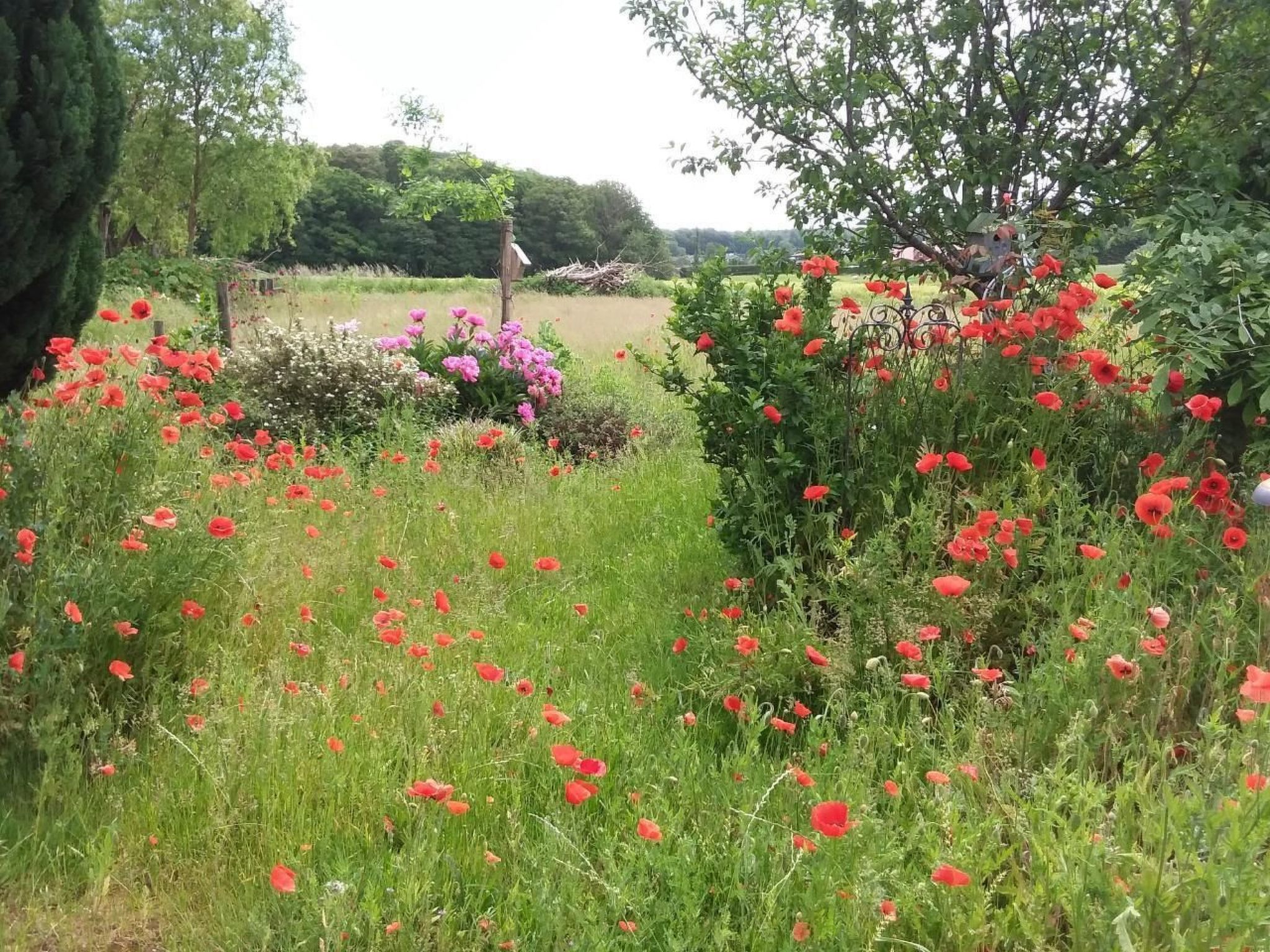 Schmetterling-Binnen