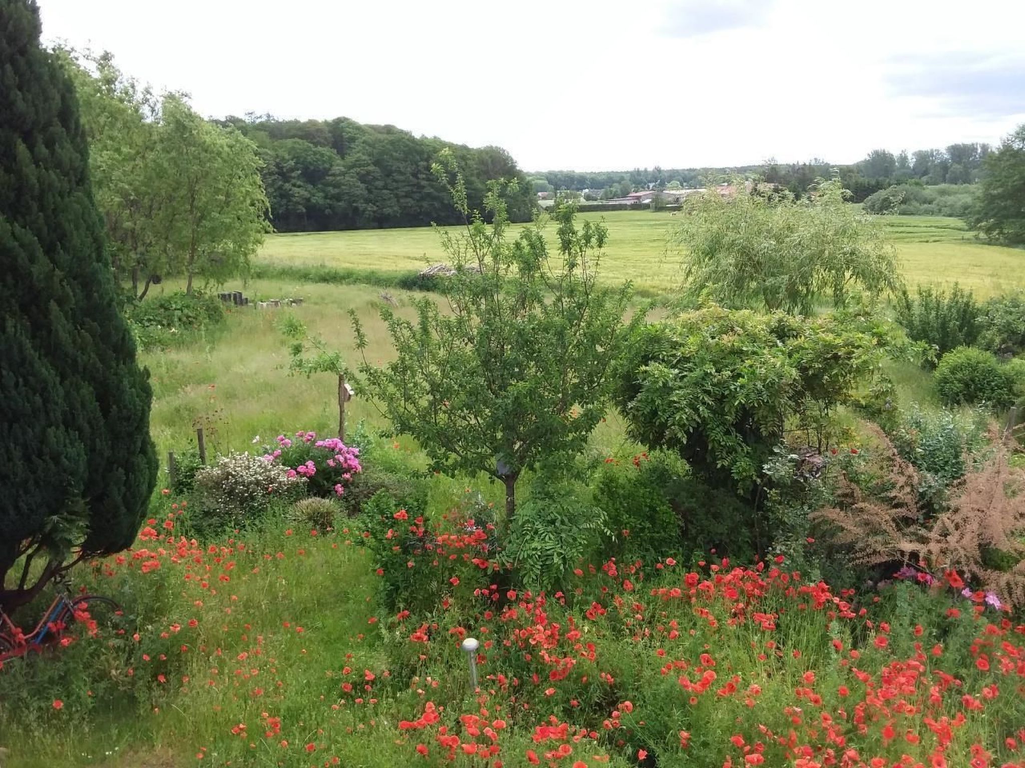 Schmetterling-Binnen