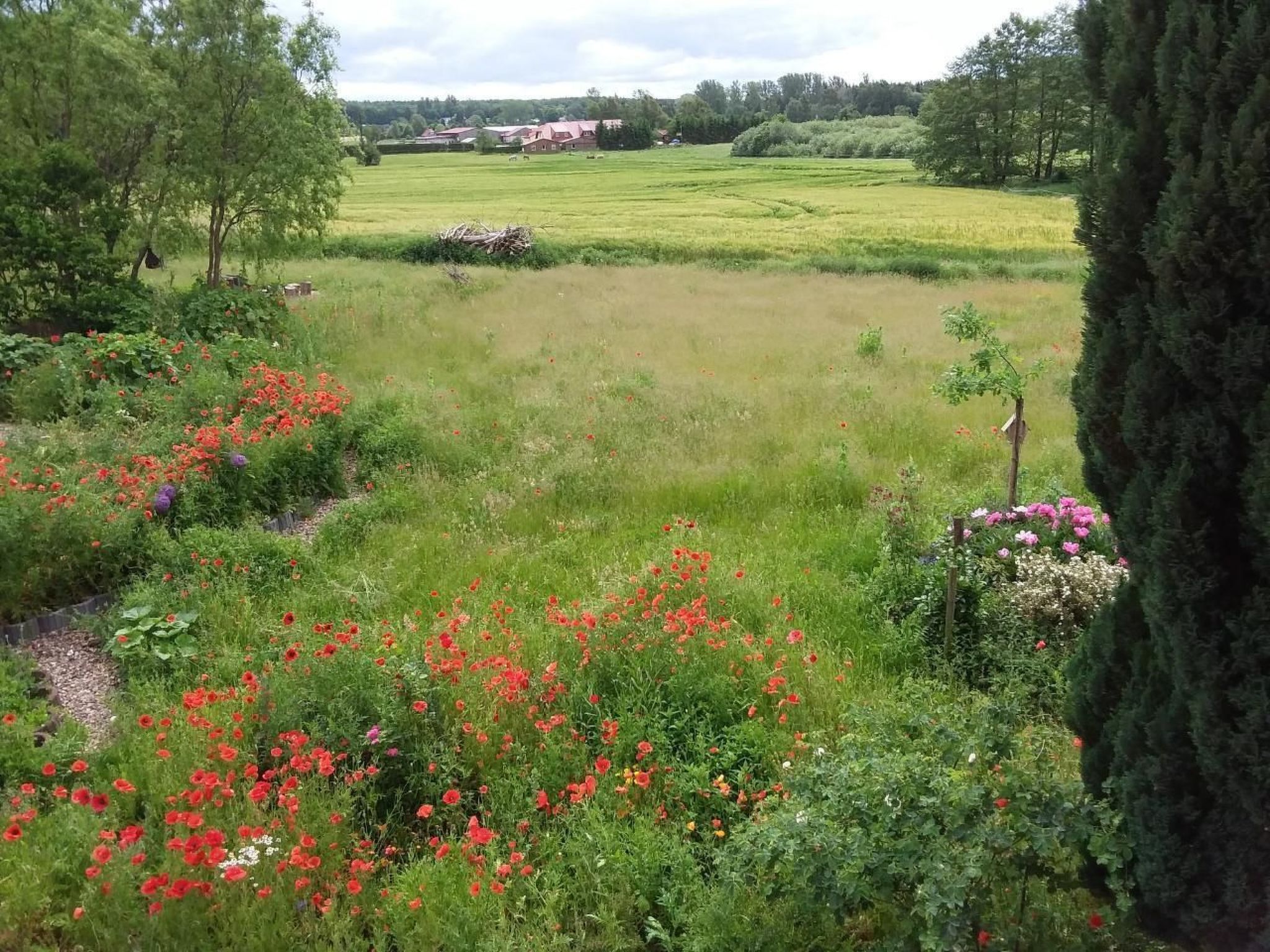 Schmetterling-Binnen