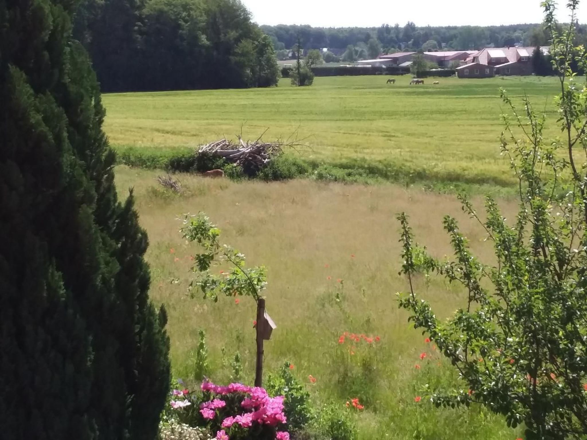 Schmetterling-Binnen