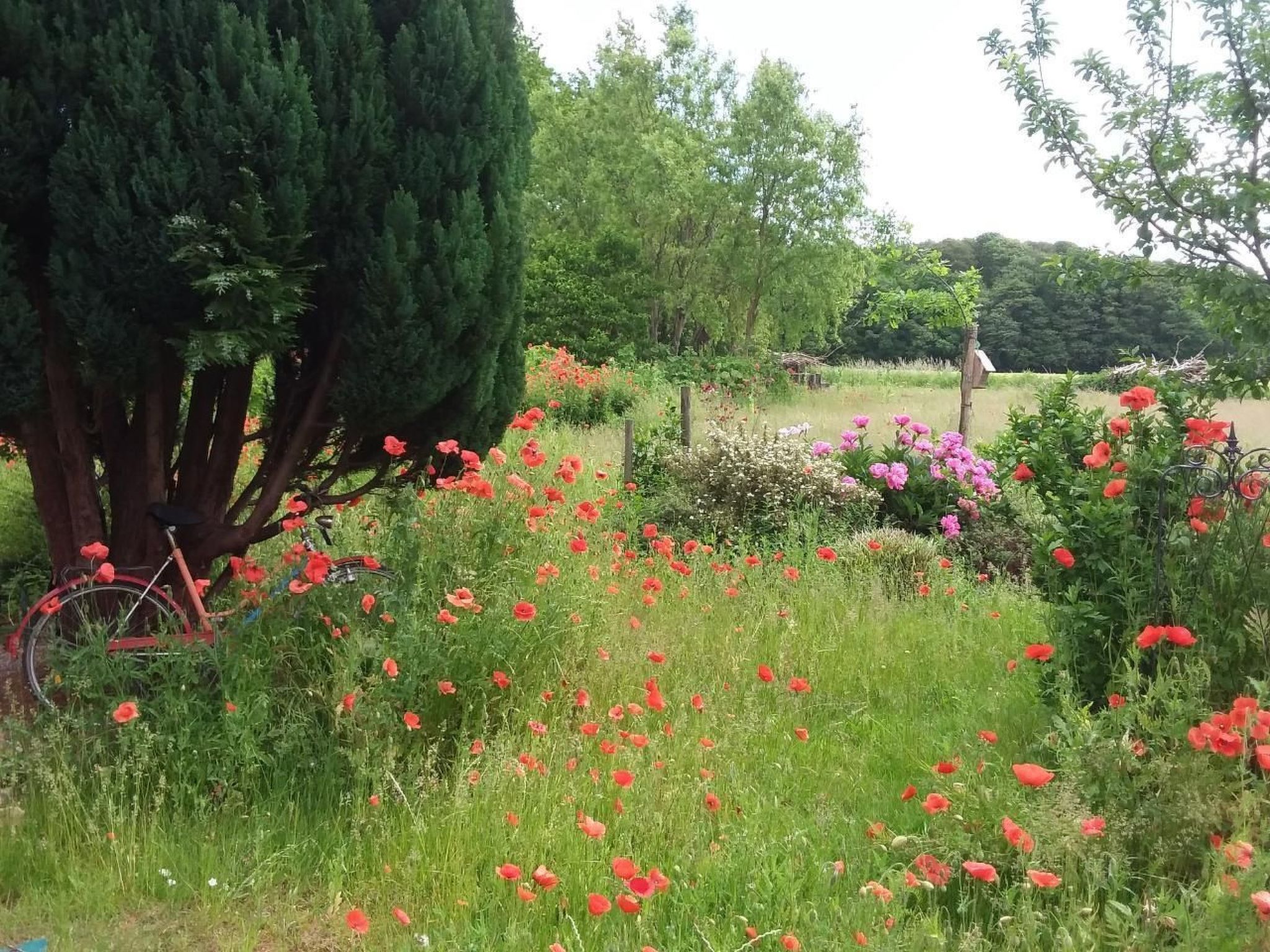 Schwalbennest-Binnen