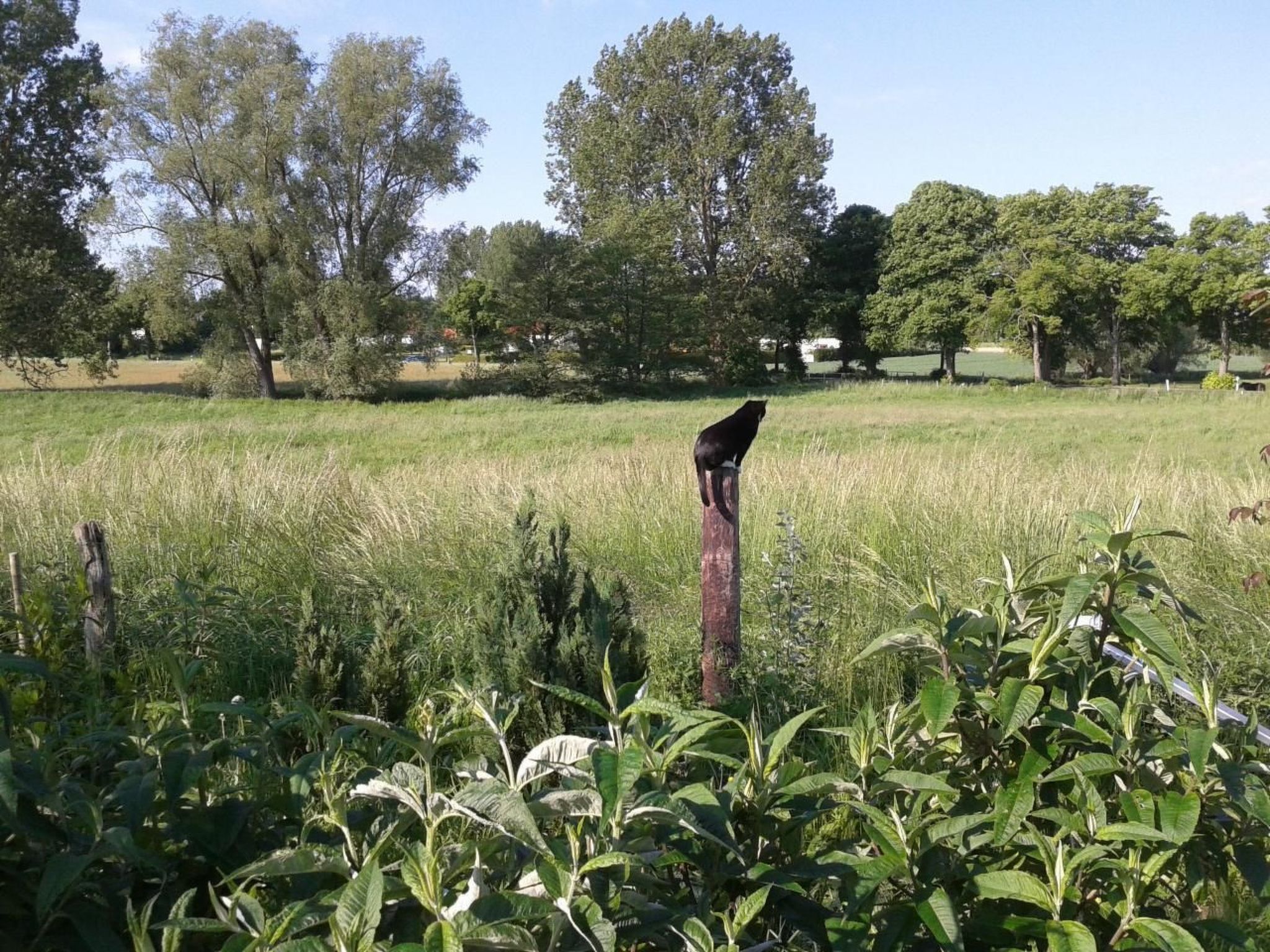 Schwalbennest-Binnen