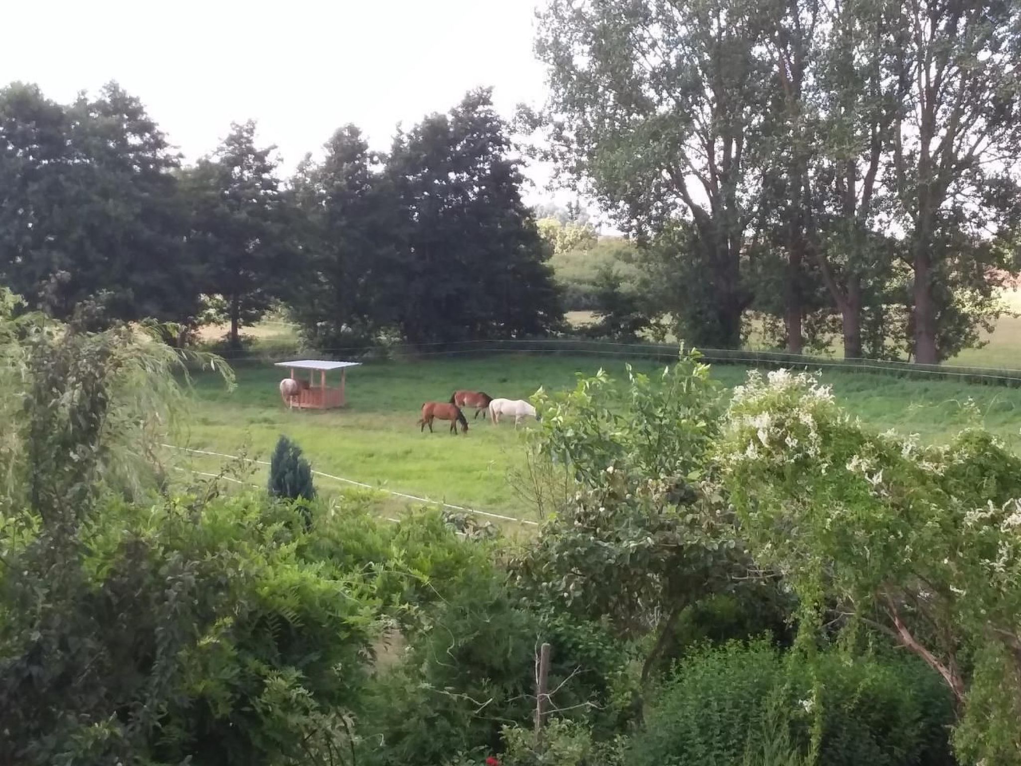 Schwalbennest-Binnen