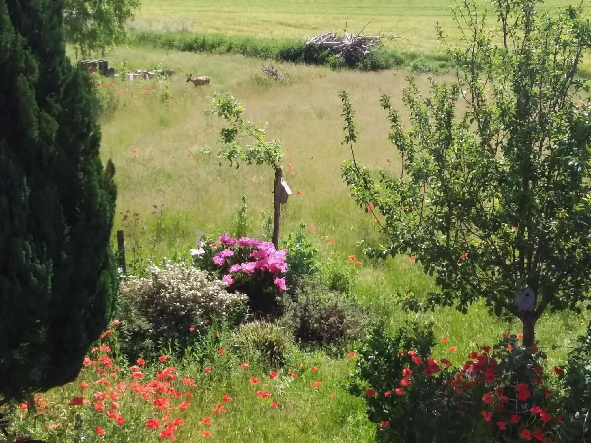 Schwalbennest-Binnen