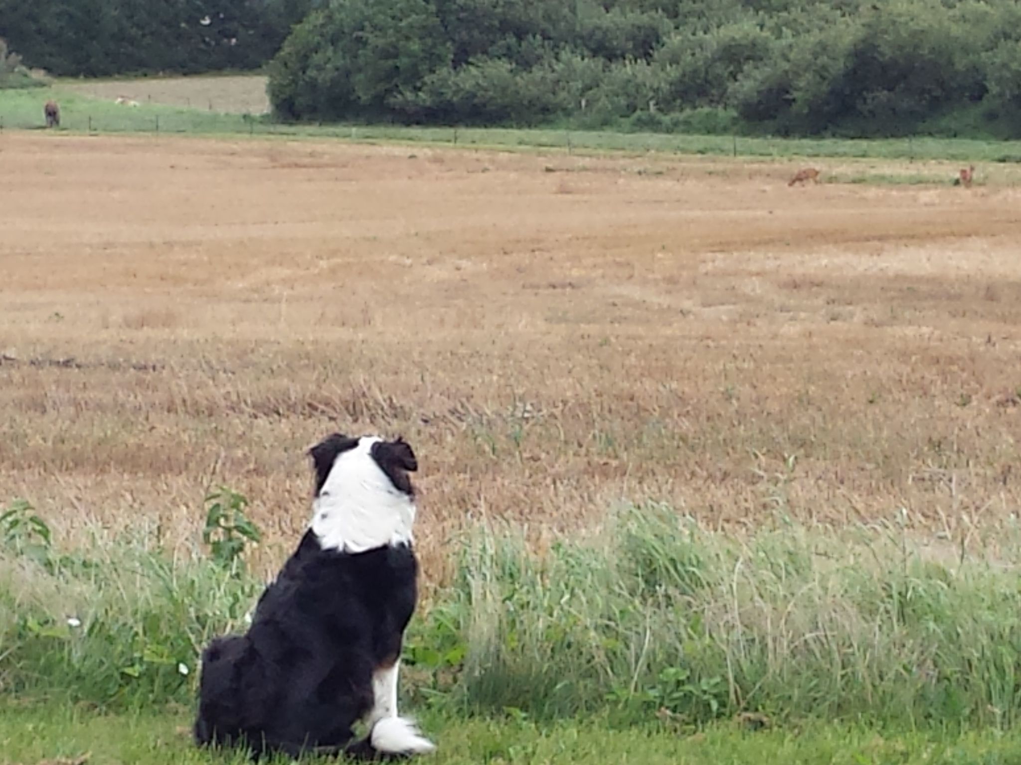 Schwalbennest-Binnen