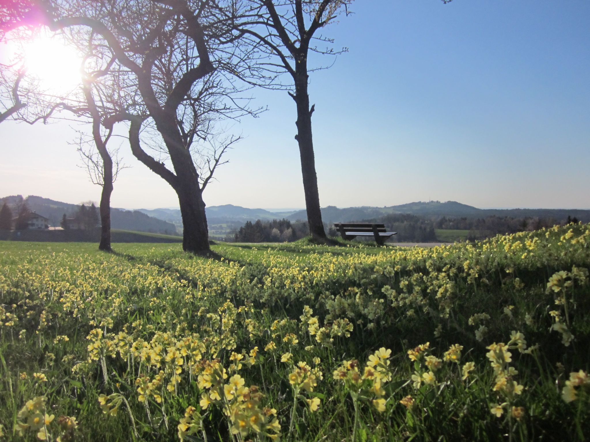 Am Riedl-Image-tags.info