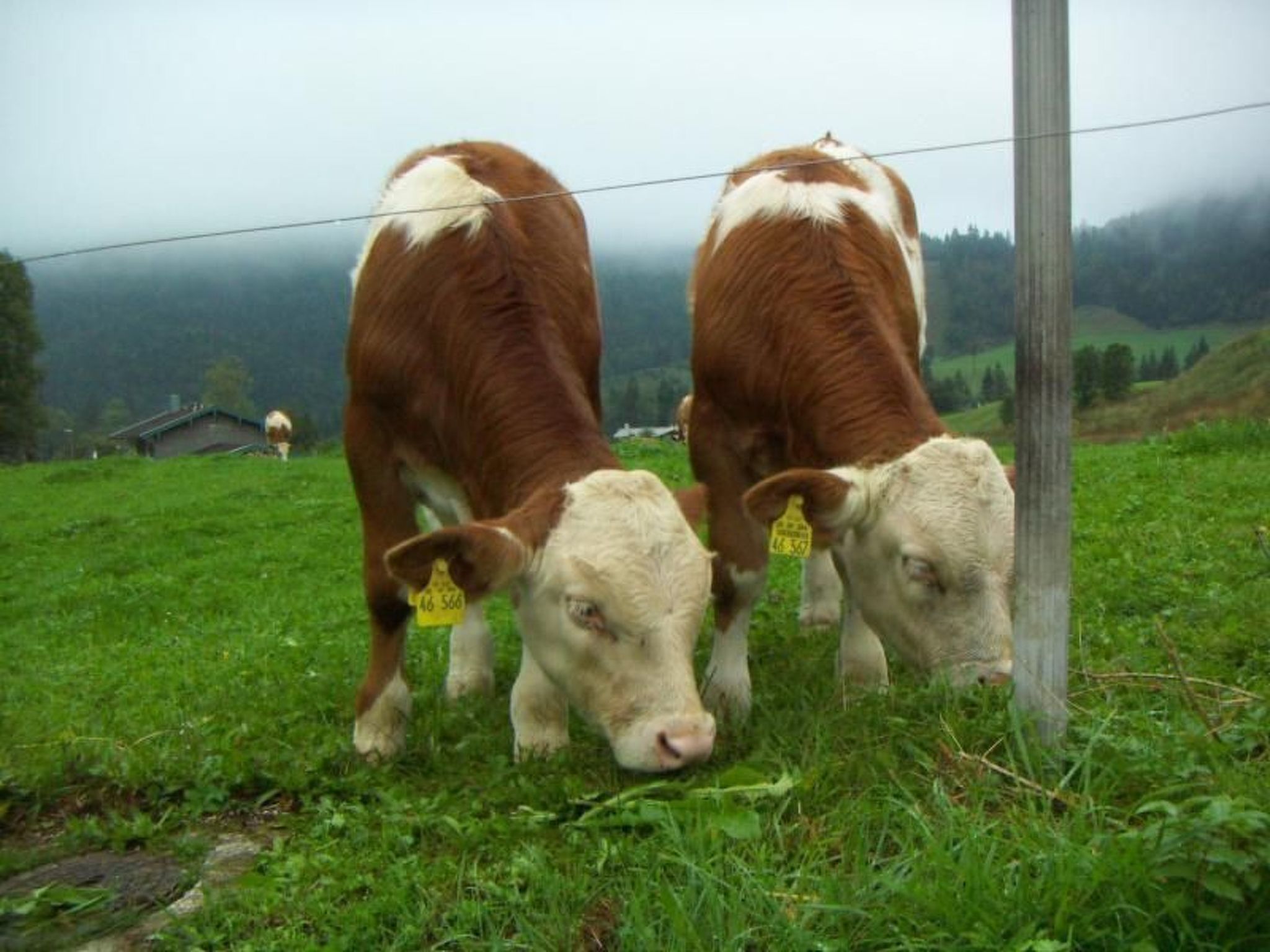 Haus Hinterseer-Binnen