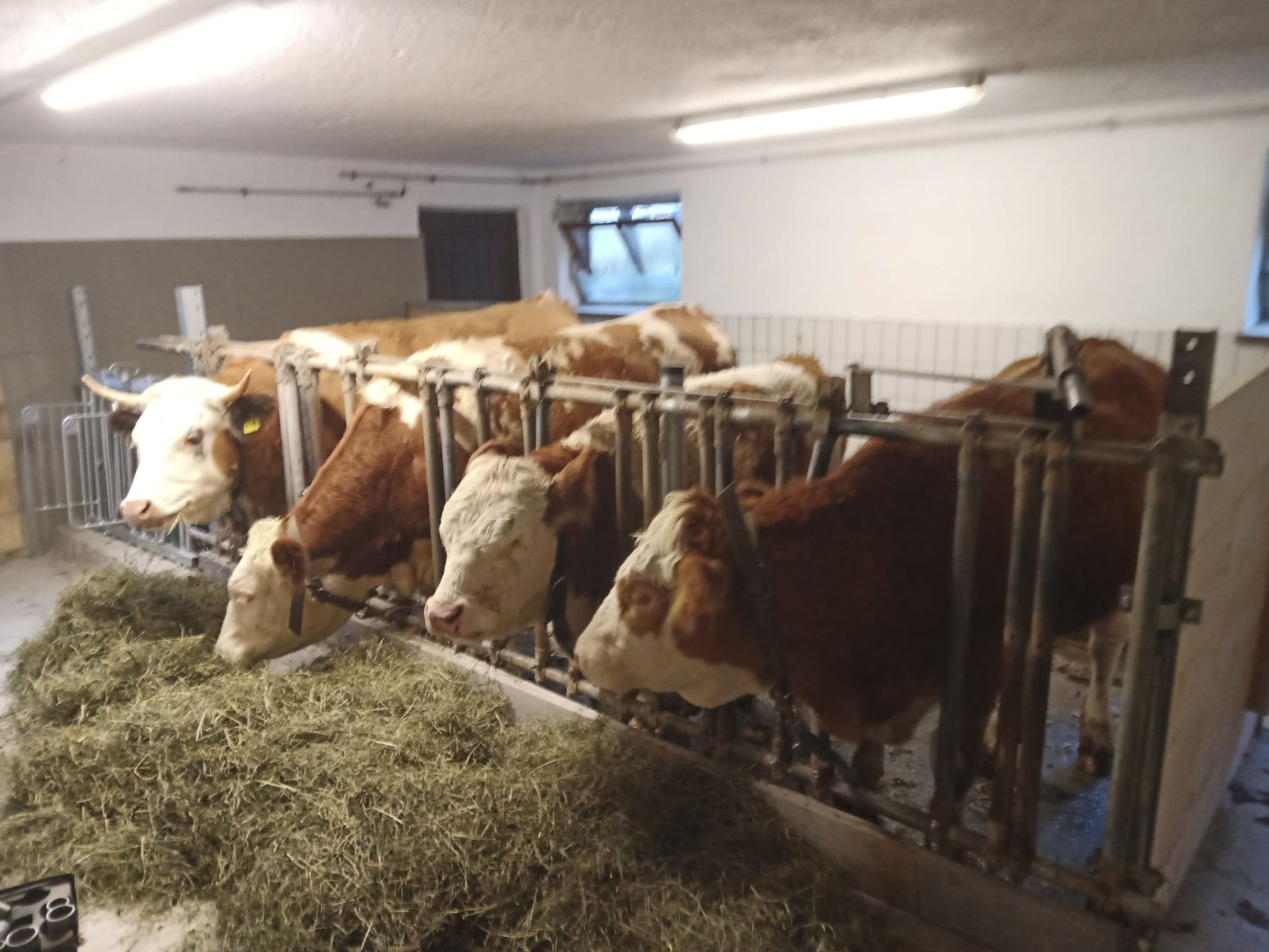 Wohnung in Unterschönau mit Grill-Binnen