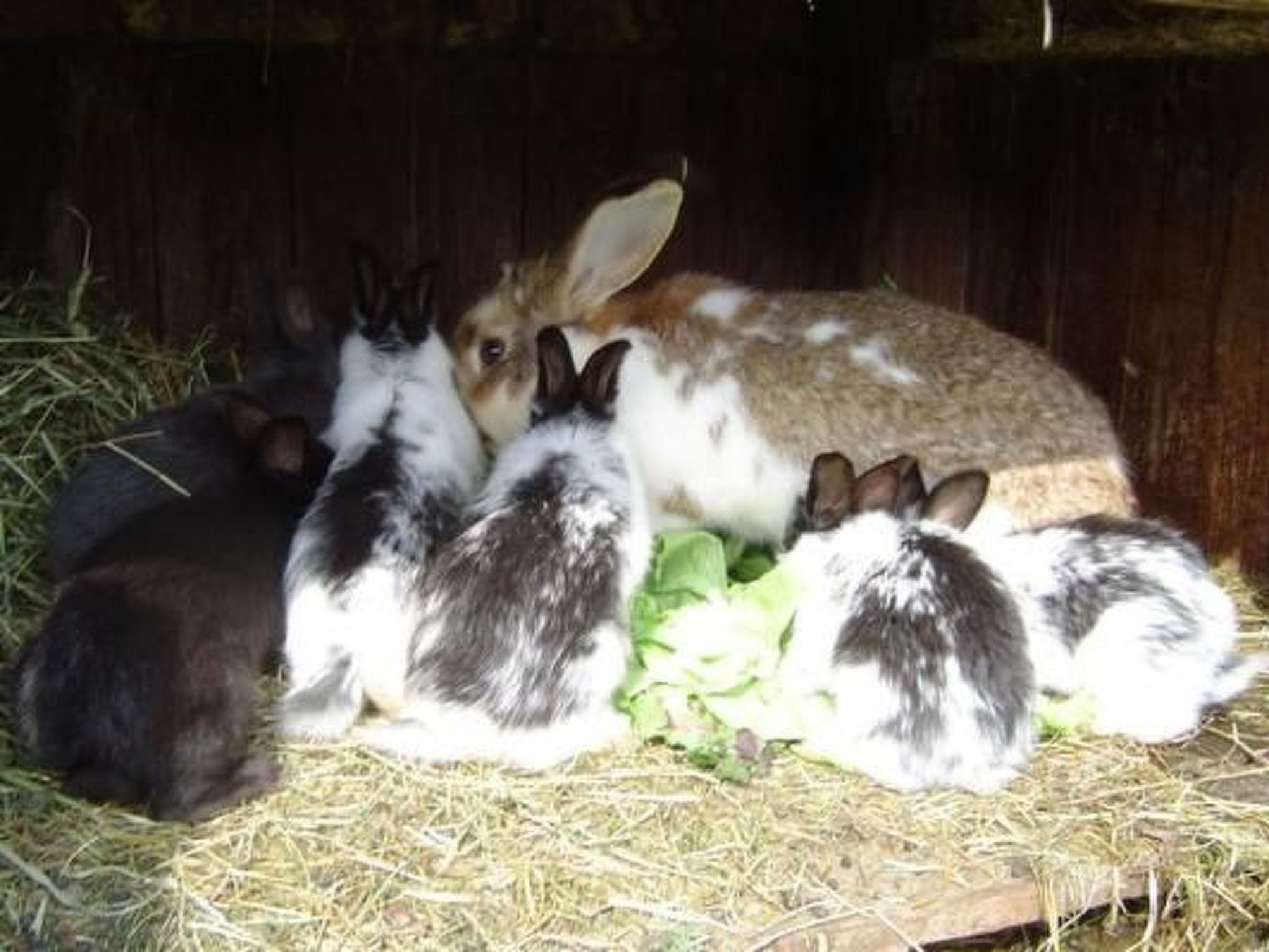 Stein-Image-tags.info