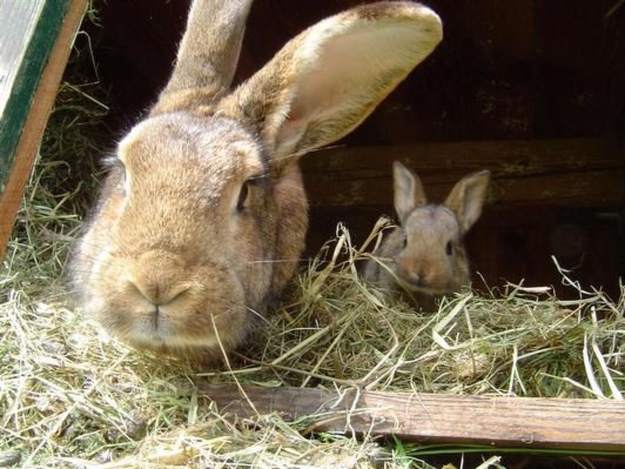 Stein-Image-tags.info