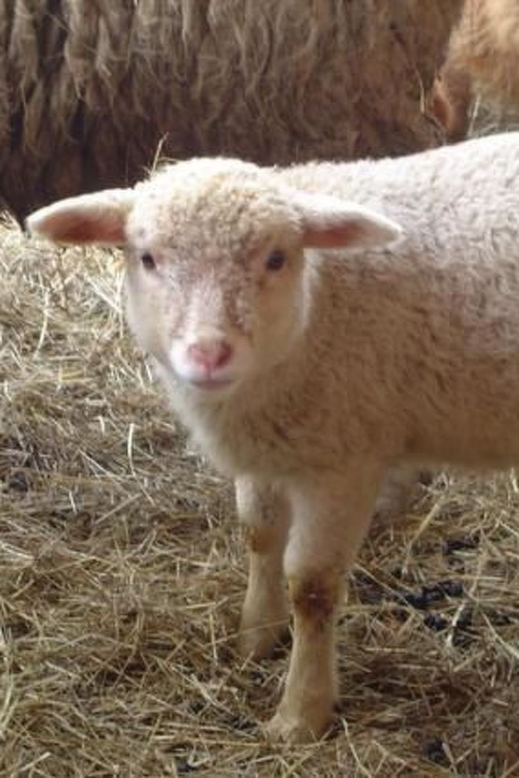 Stein-Image-tags.info