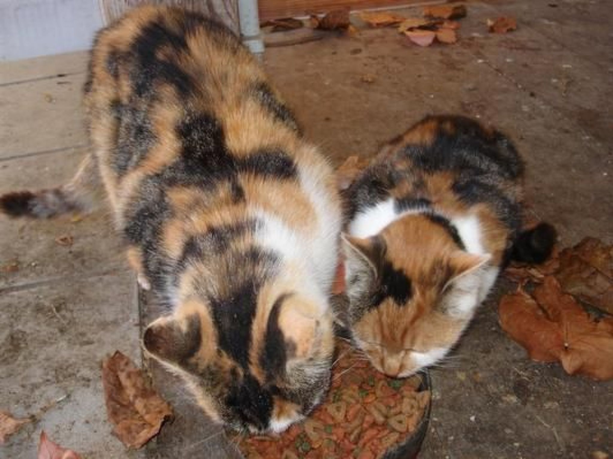 Stein-Image-tags.info