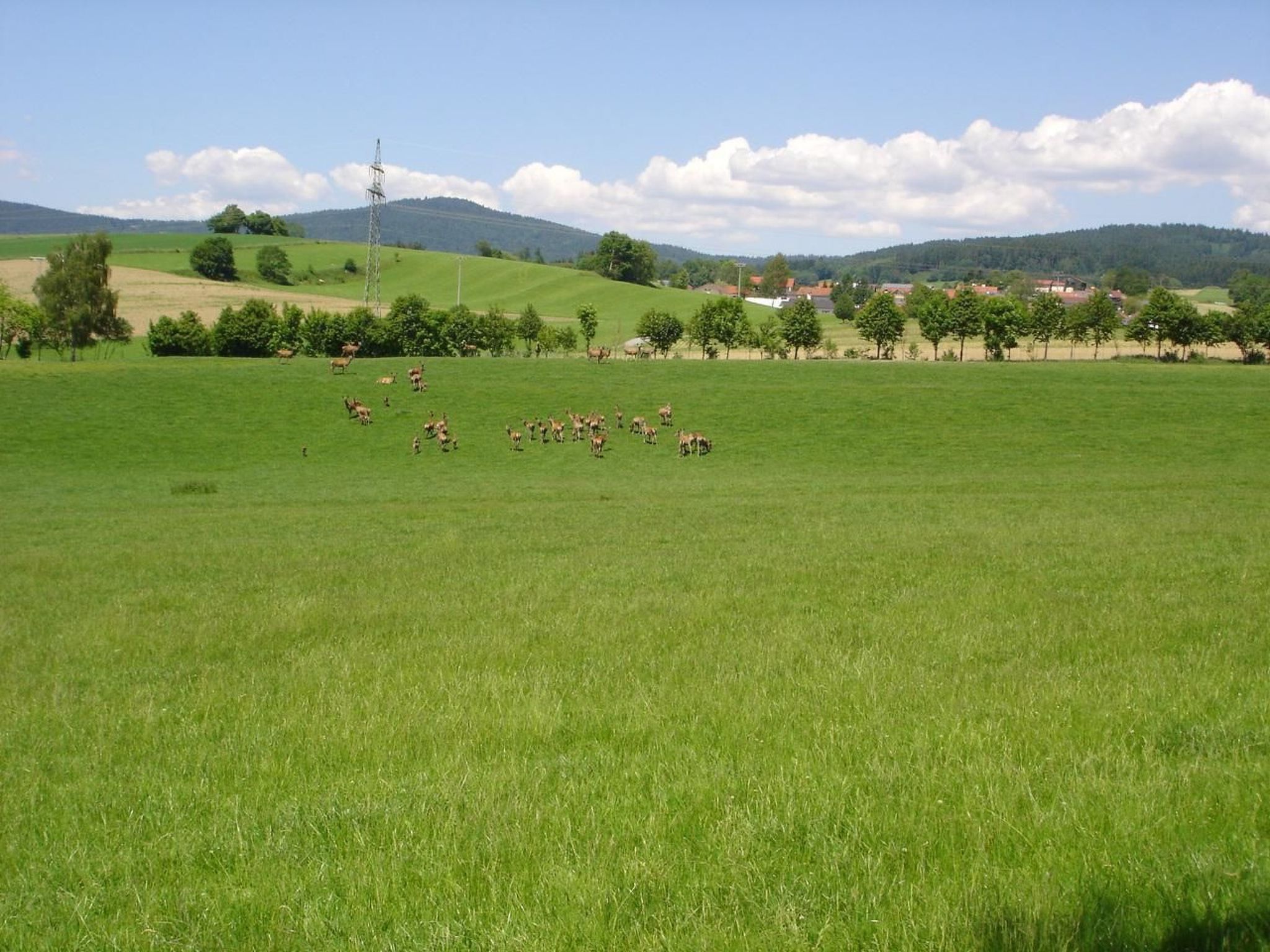 Tamara in Eppenschlag-Dedans