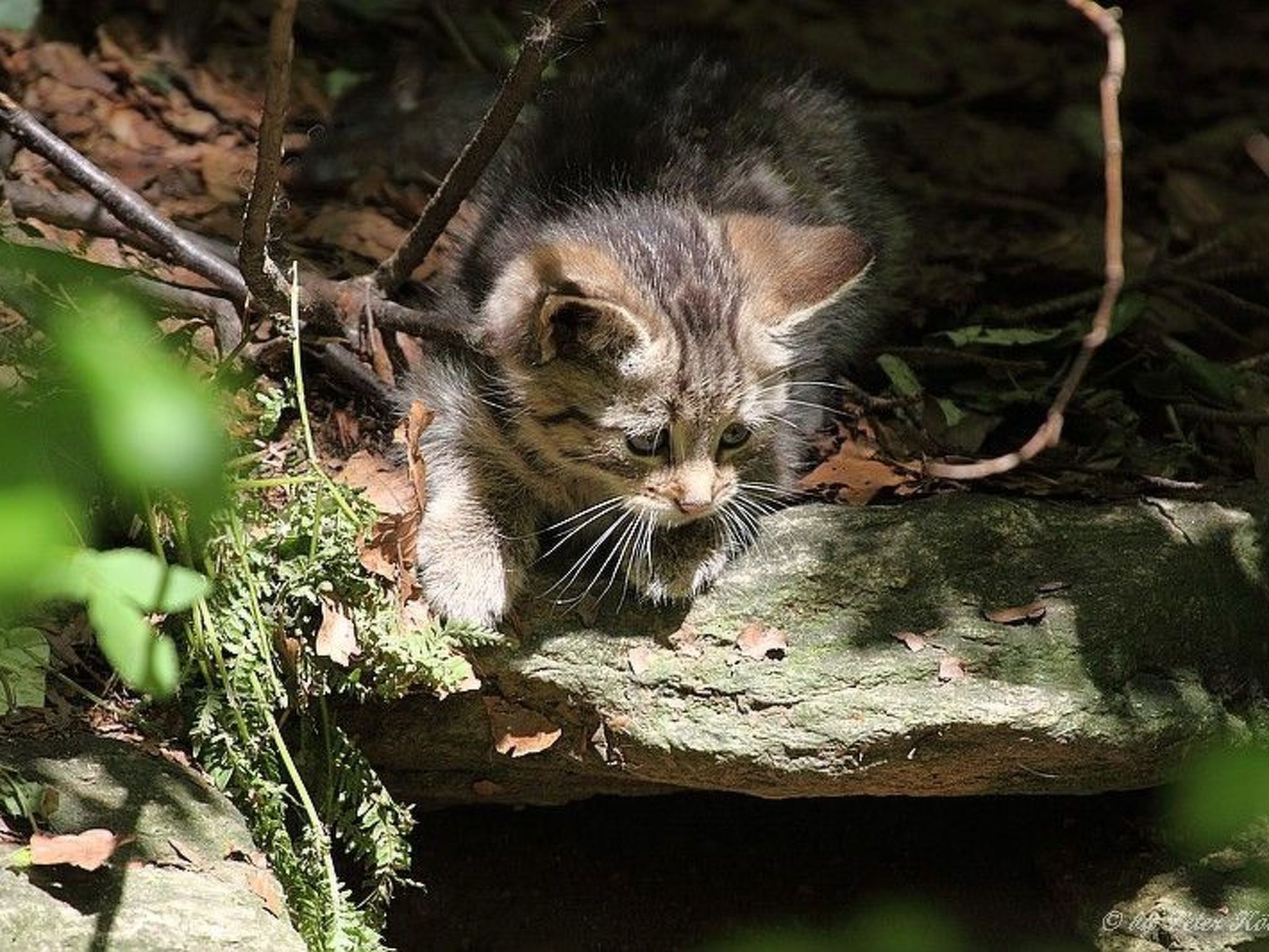 Landhaus Wildfeuer-Dedans