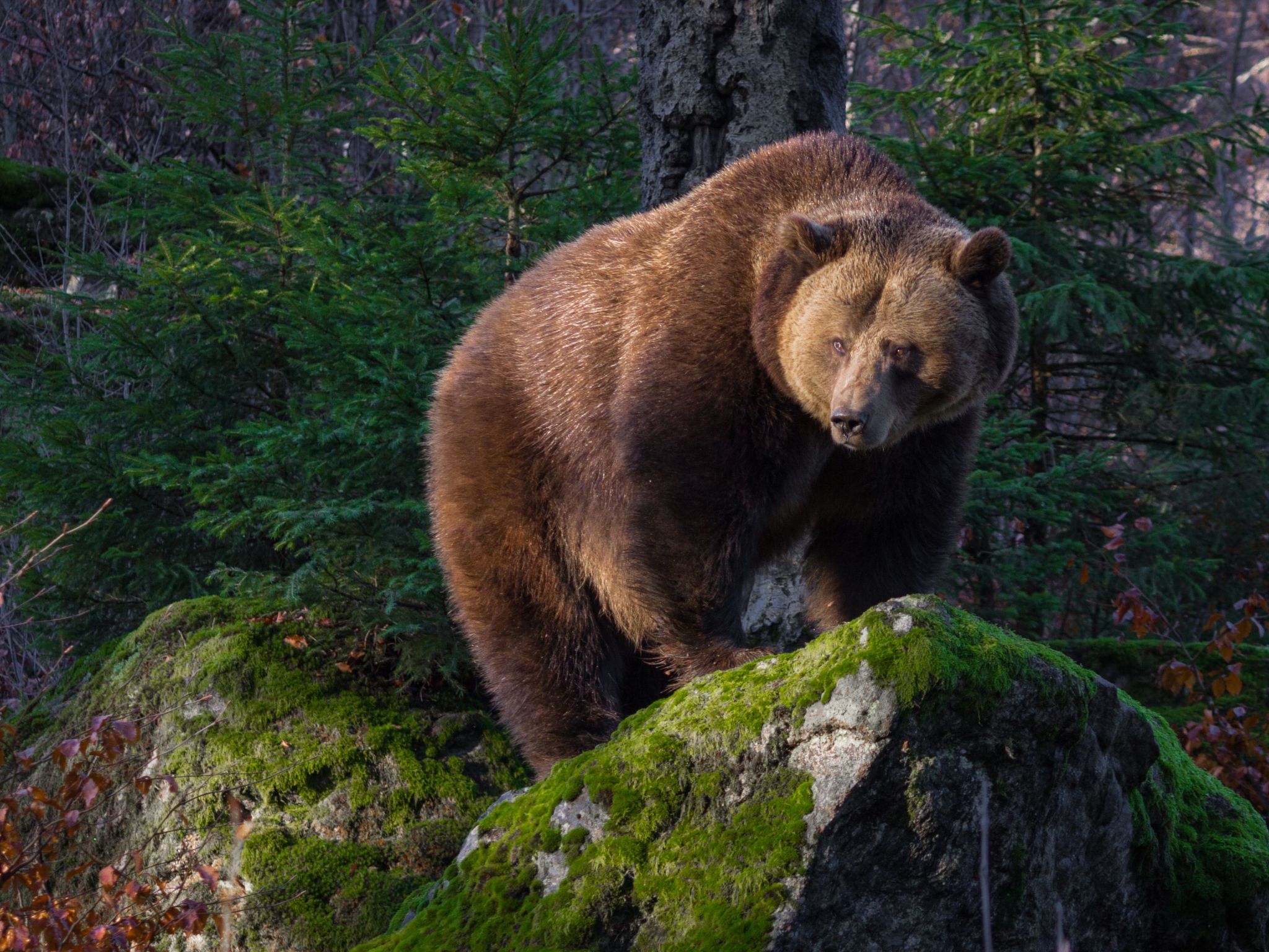 Landhaus Wildfeuer-Dedans