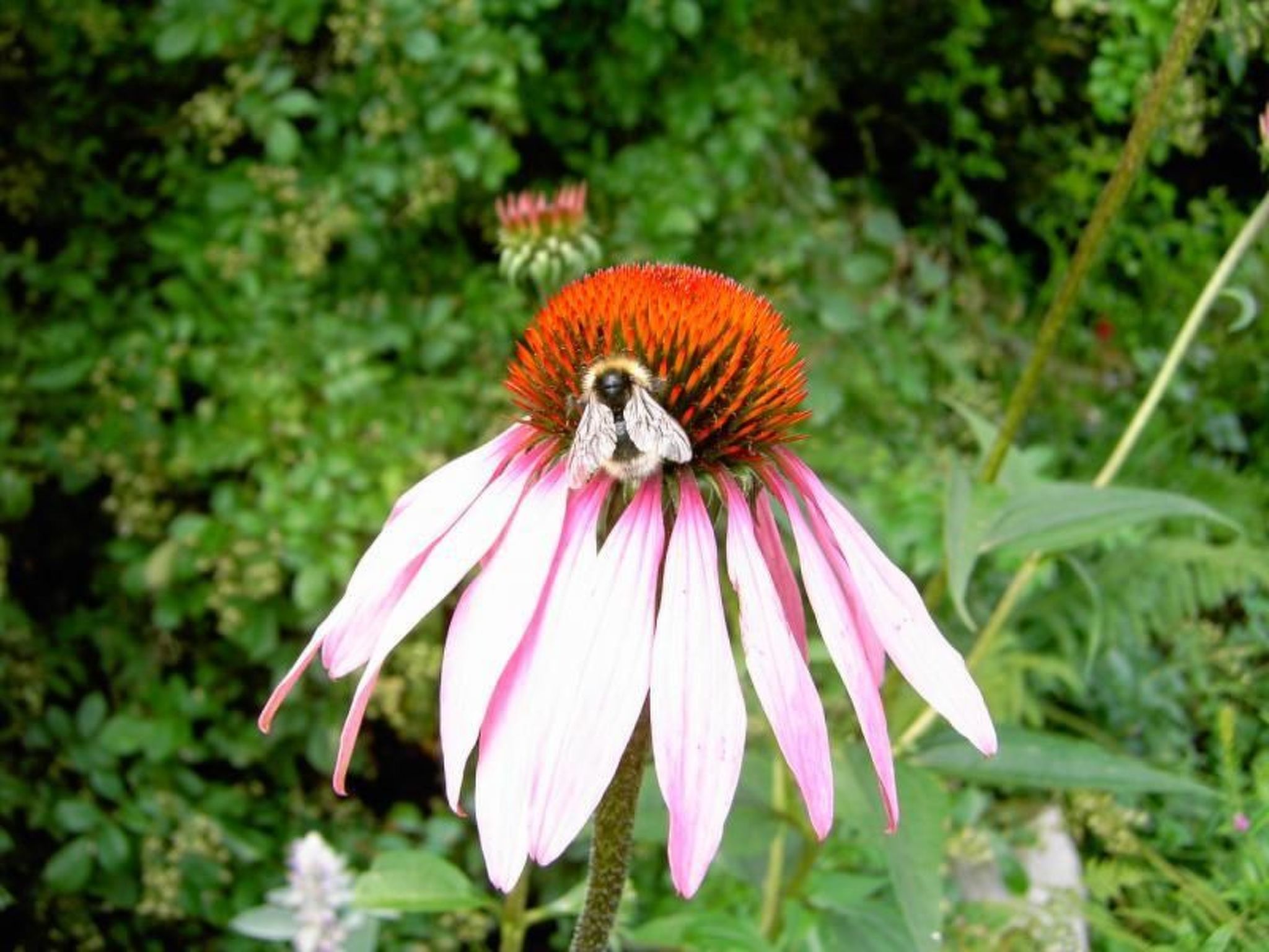 Landhaus Wildfeuer-Inside