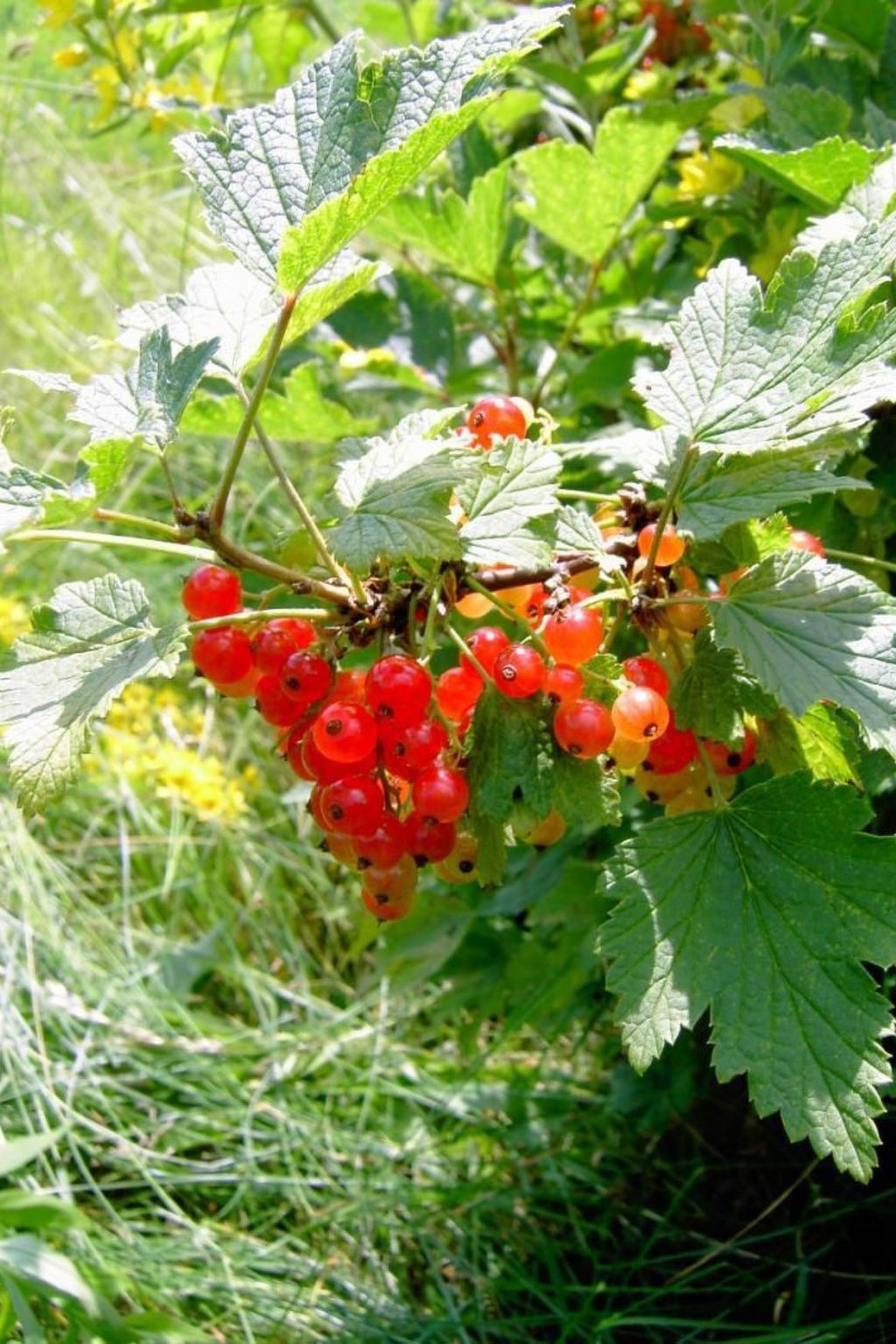 Landhaus Wildfeuer-Inside