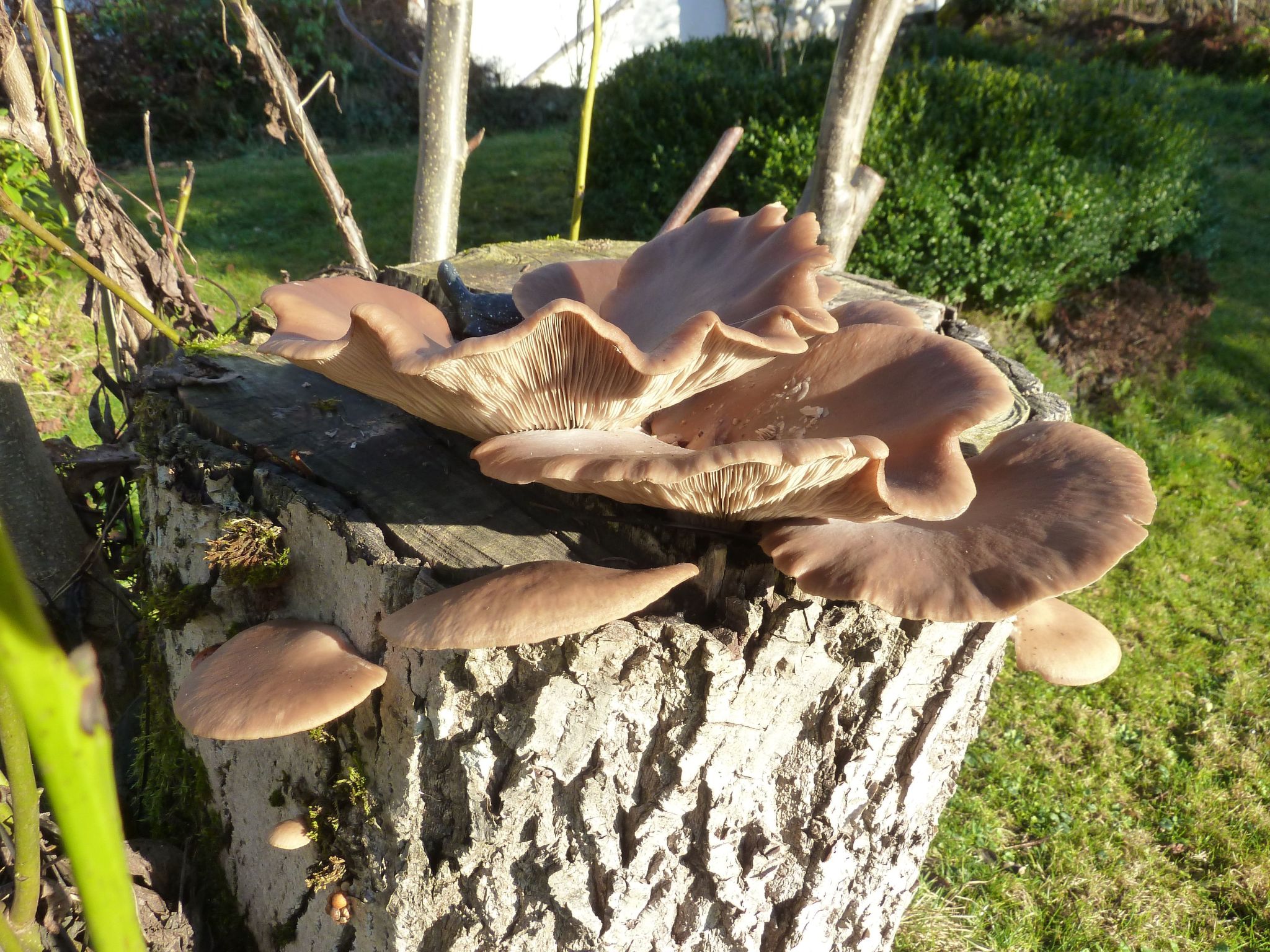 Landhaus Wildfeuer-Inside