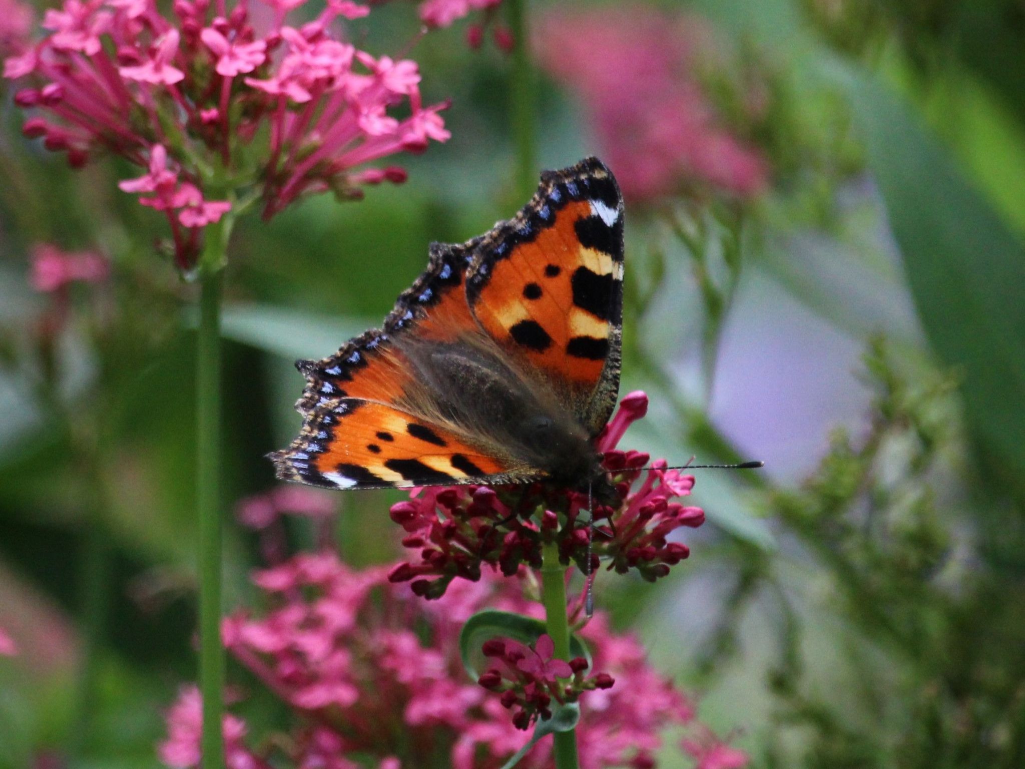 Landhaus Wildfeuer-Inside