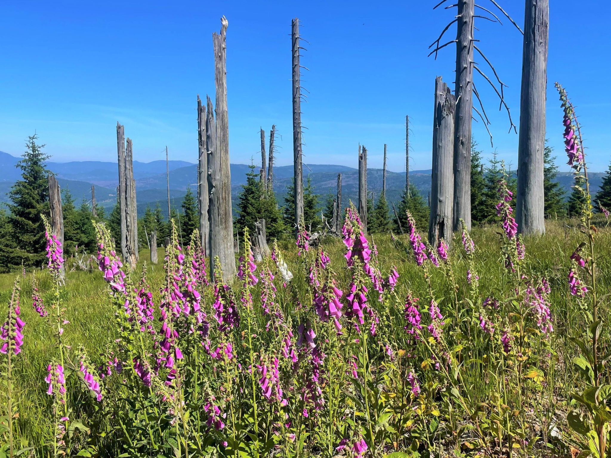 Landhaus Wildfeuer-Inside