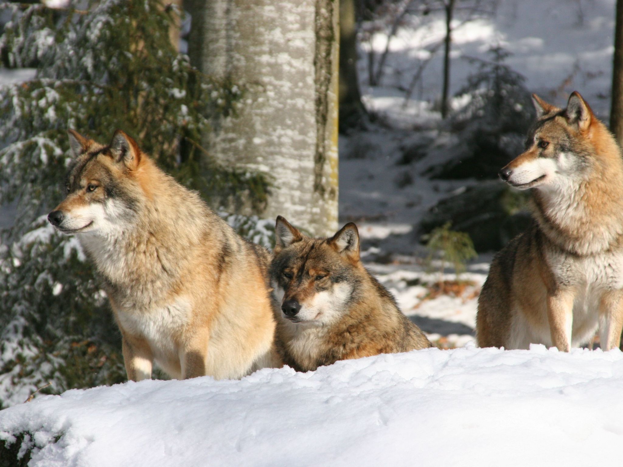 Exklusive Ferienwohnung mit eigener Sauna-Drinnen