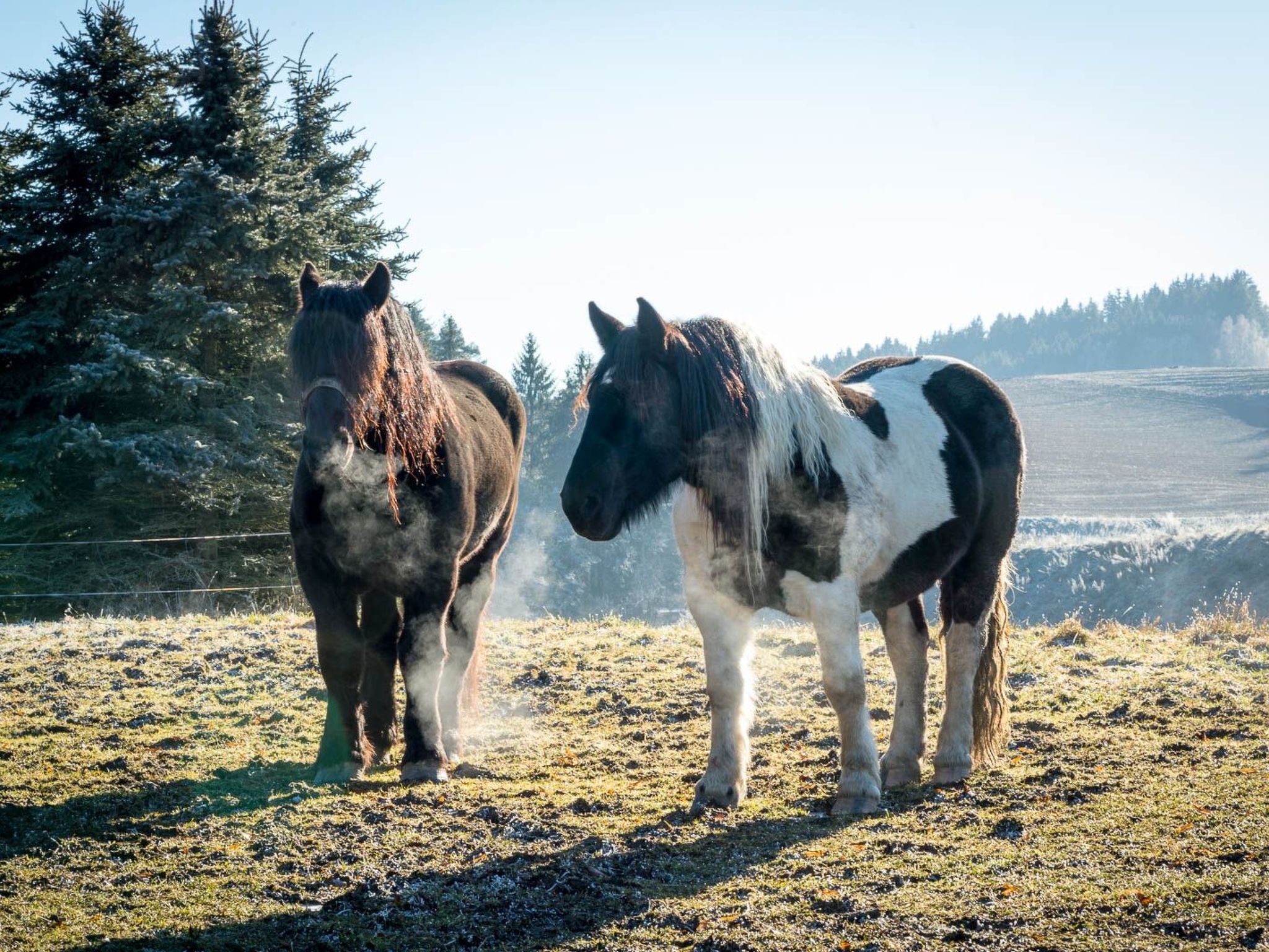 FORSTGUT - Raum für wertvolle Zeit-Binnen