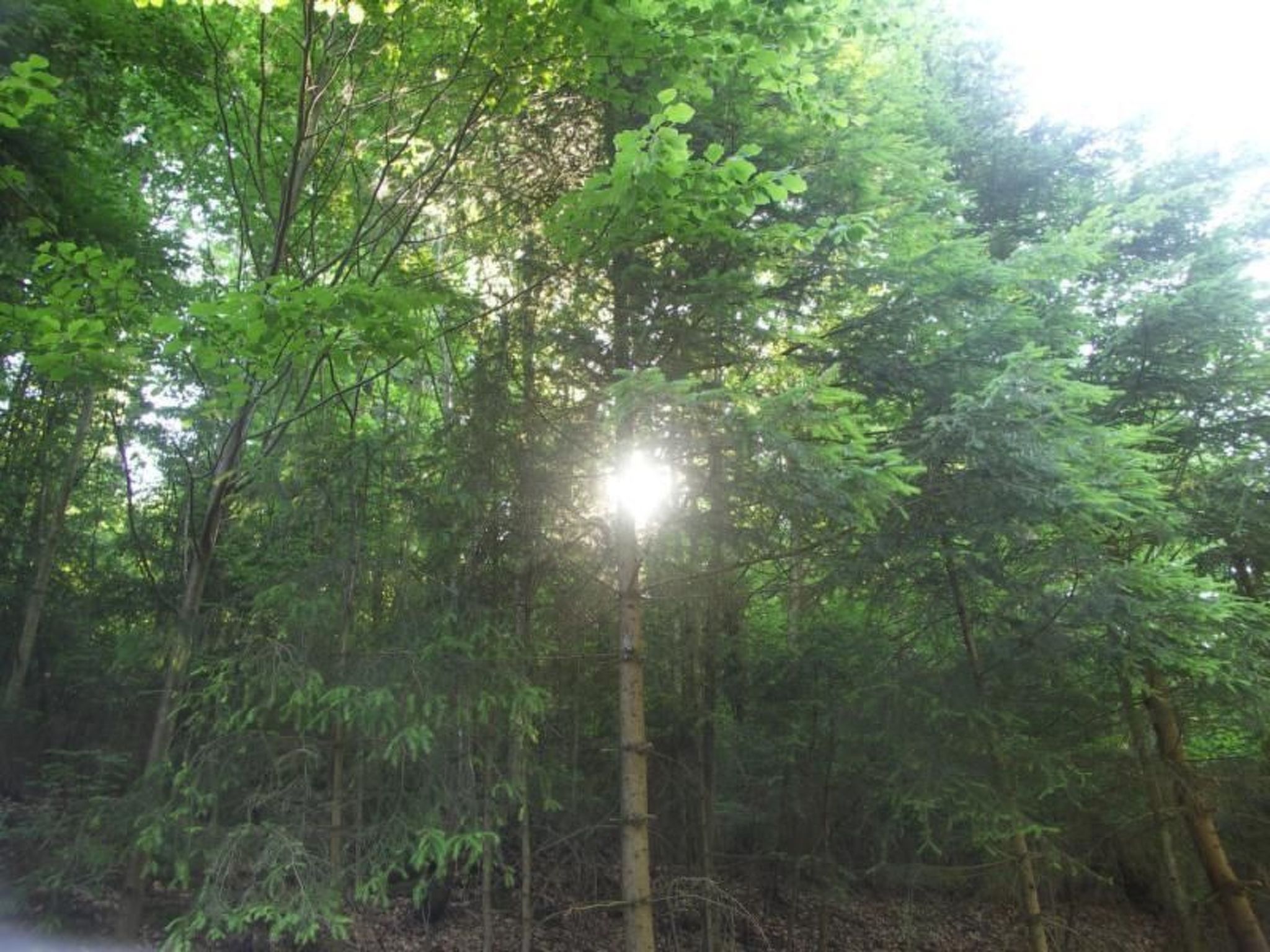 Quellenhof Kollnburg-Binnen