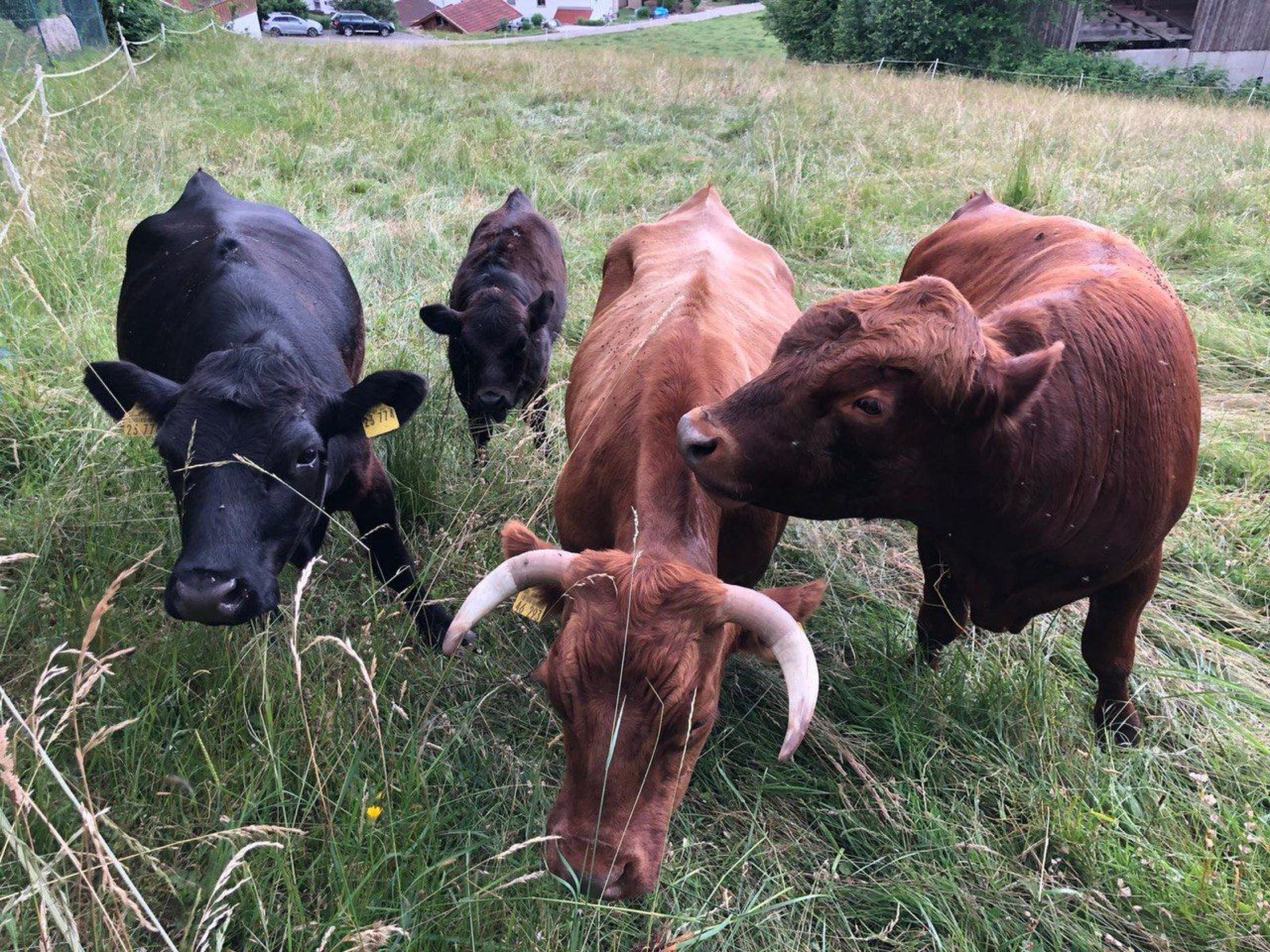 Gesamte Wohnung in Böbrach mit Garten und Grill-Image-tags.info