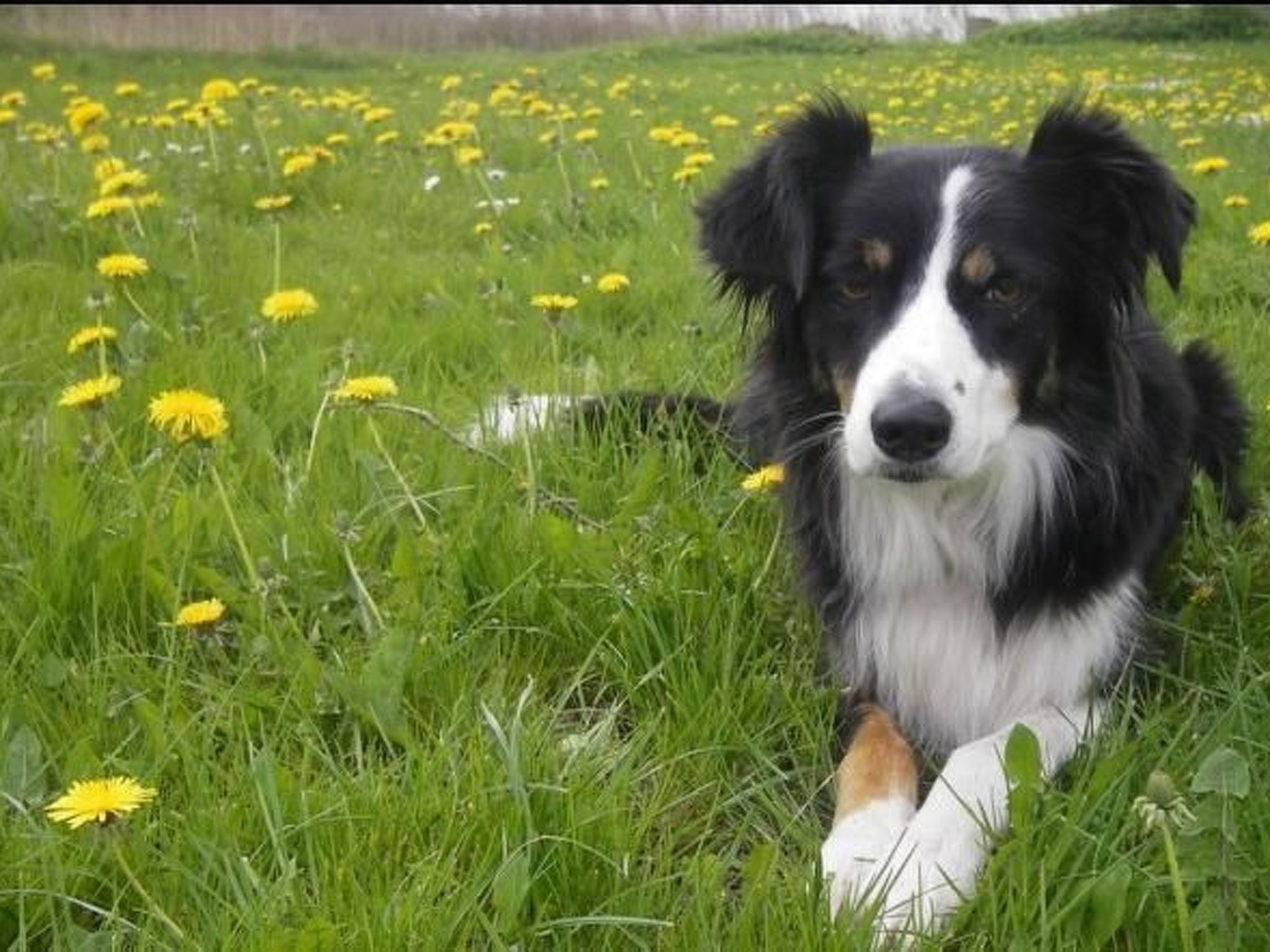 In Röhrnbach mit Grill und Terrasse-Inside
