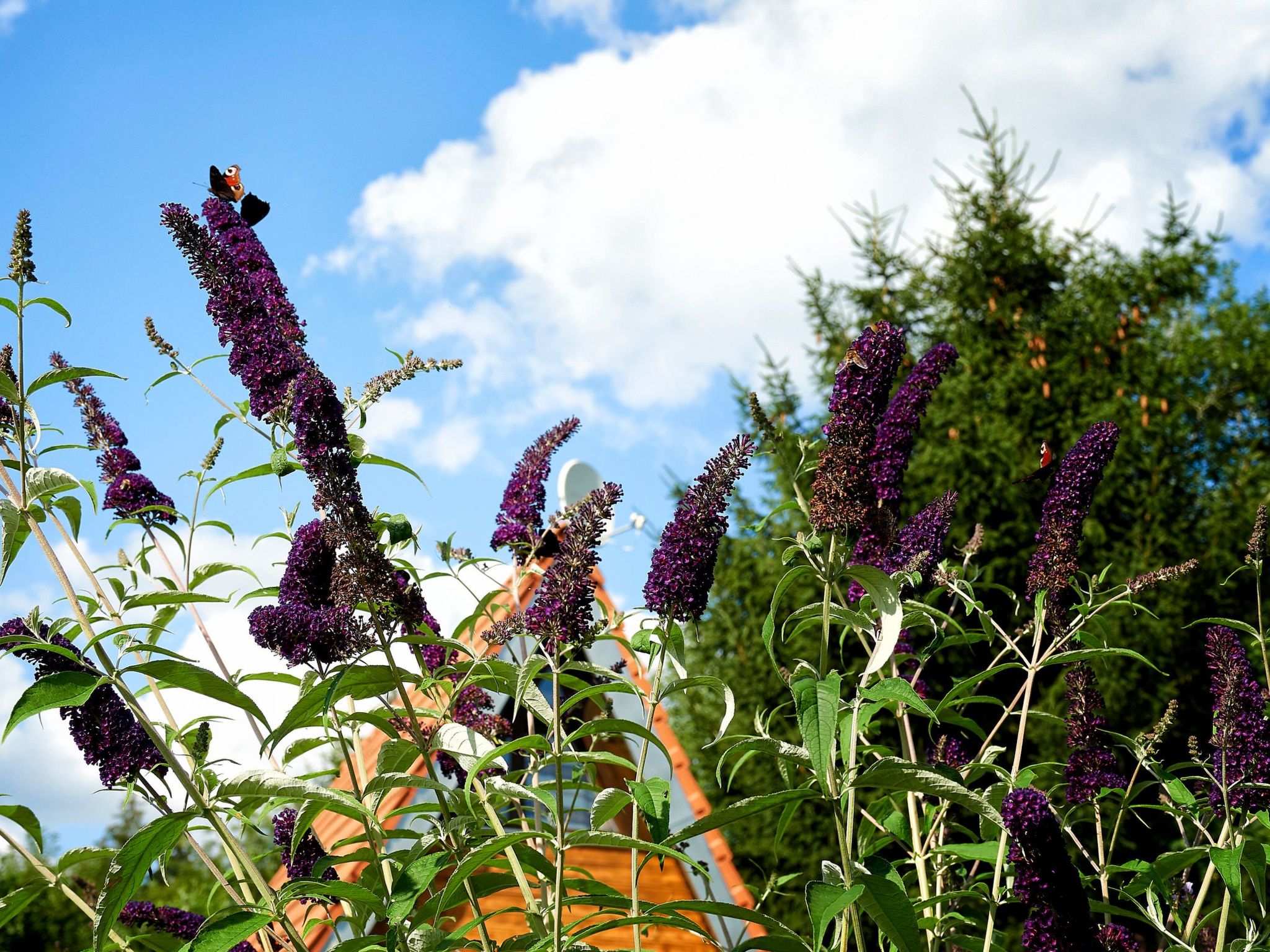 In Waldkirchen mit Garten und Seeblick-Binnen