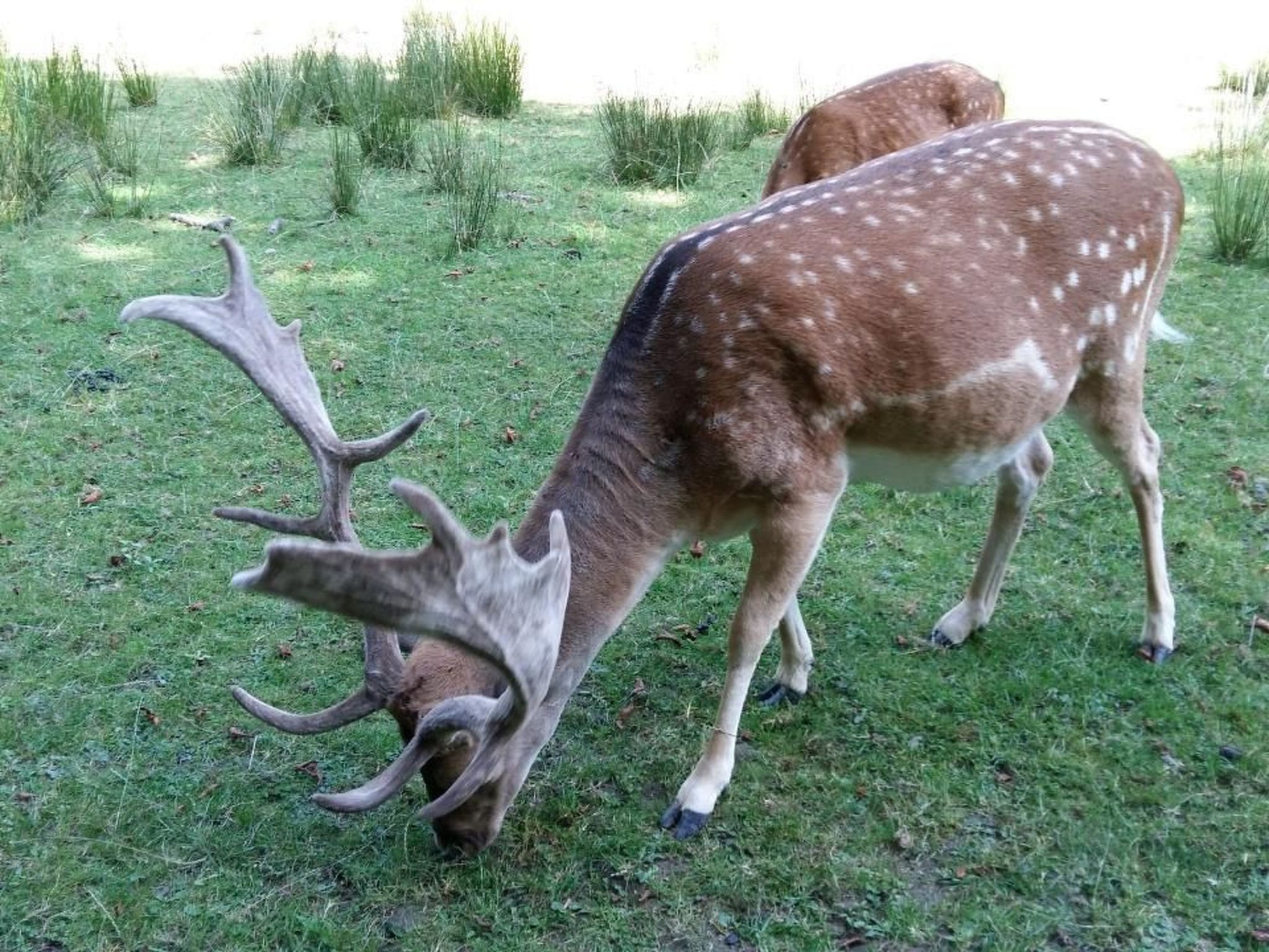 Idyllische Ferienwohnung mit Blick auf die Donau - Binnen