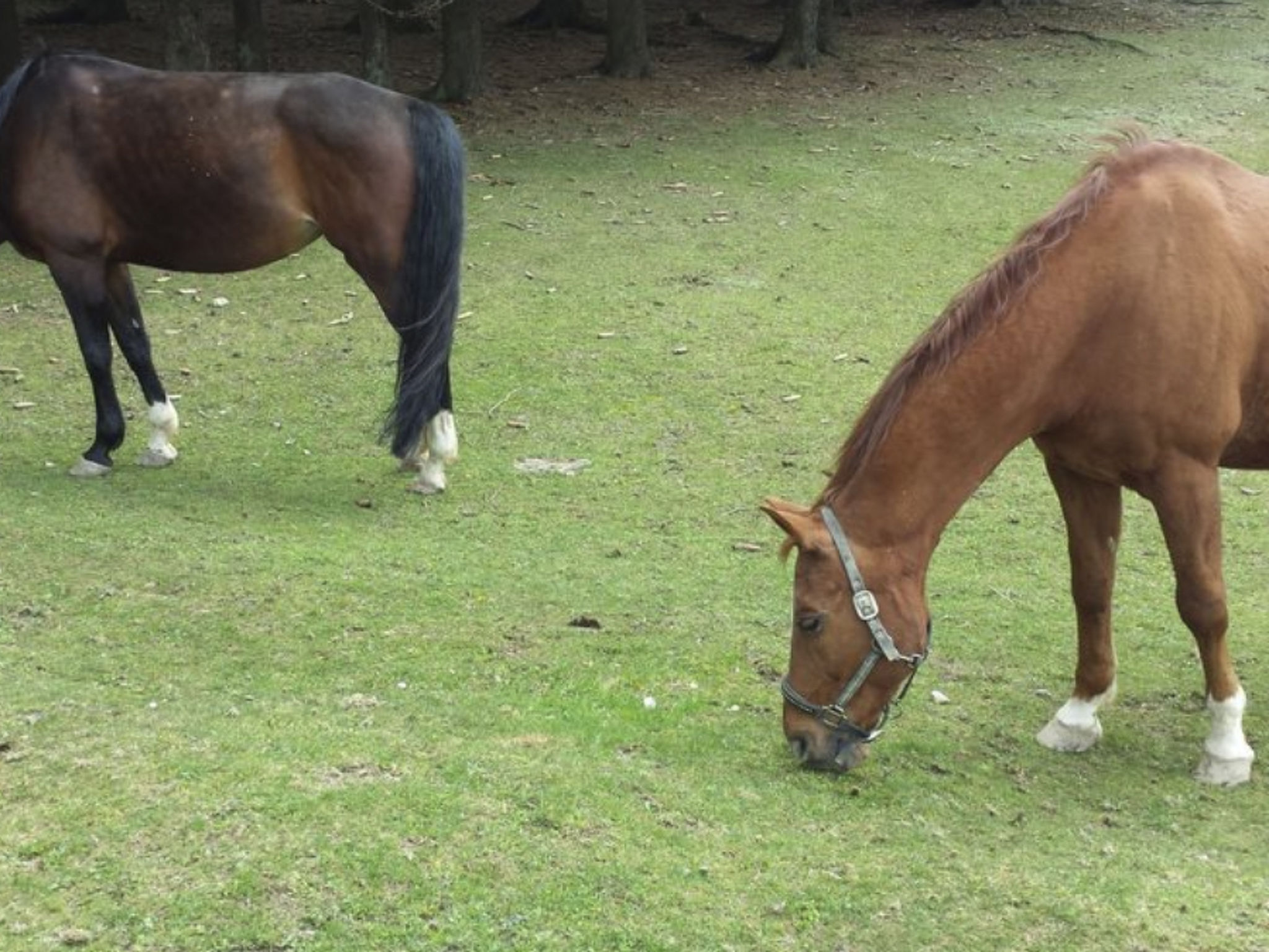 Appartement in Sankt Englmar mit Großem Balkon-Drinnen