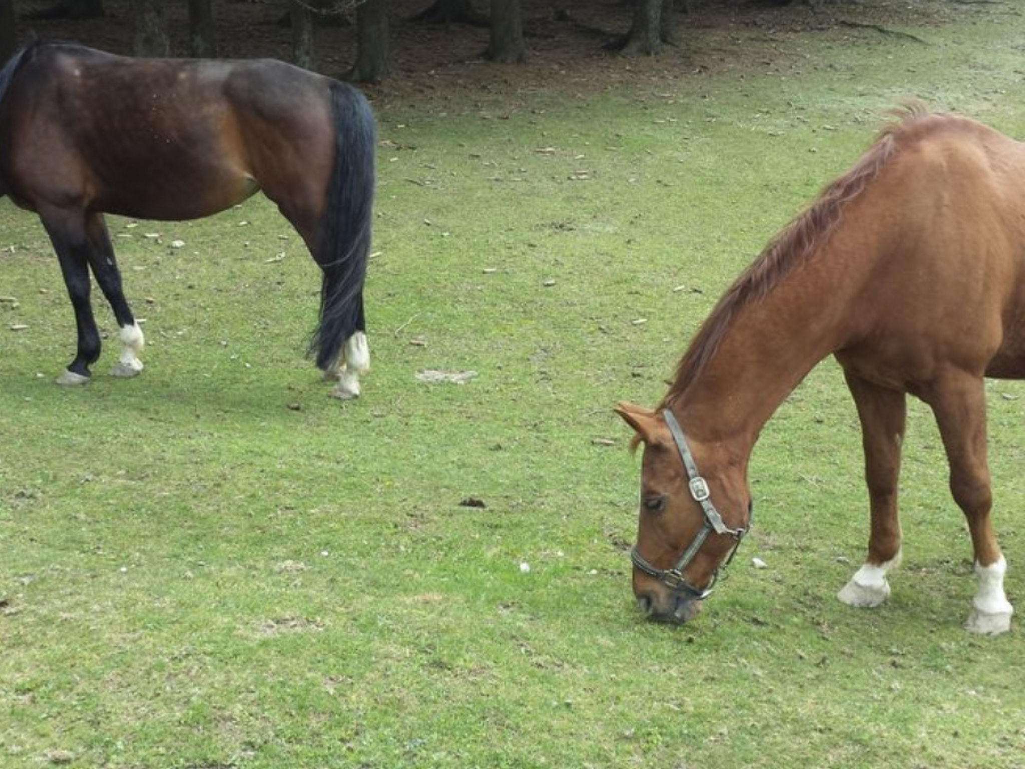 Bayernwald Idyll-Binnen