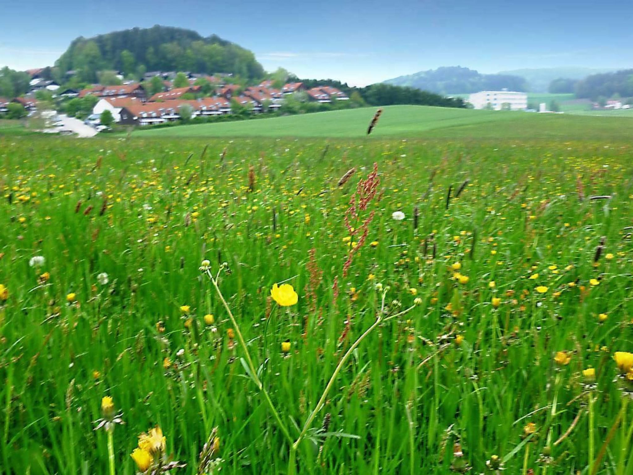 Livi-Image-tags.info