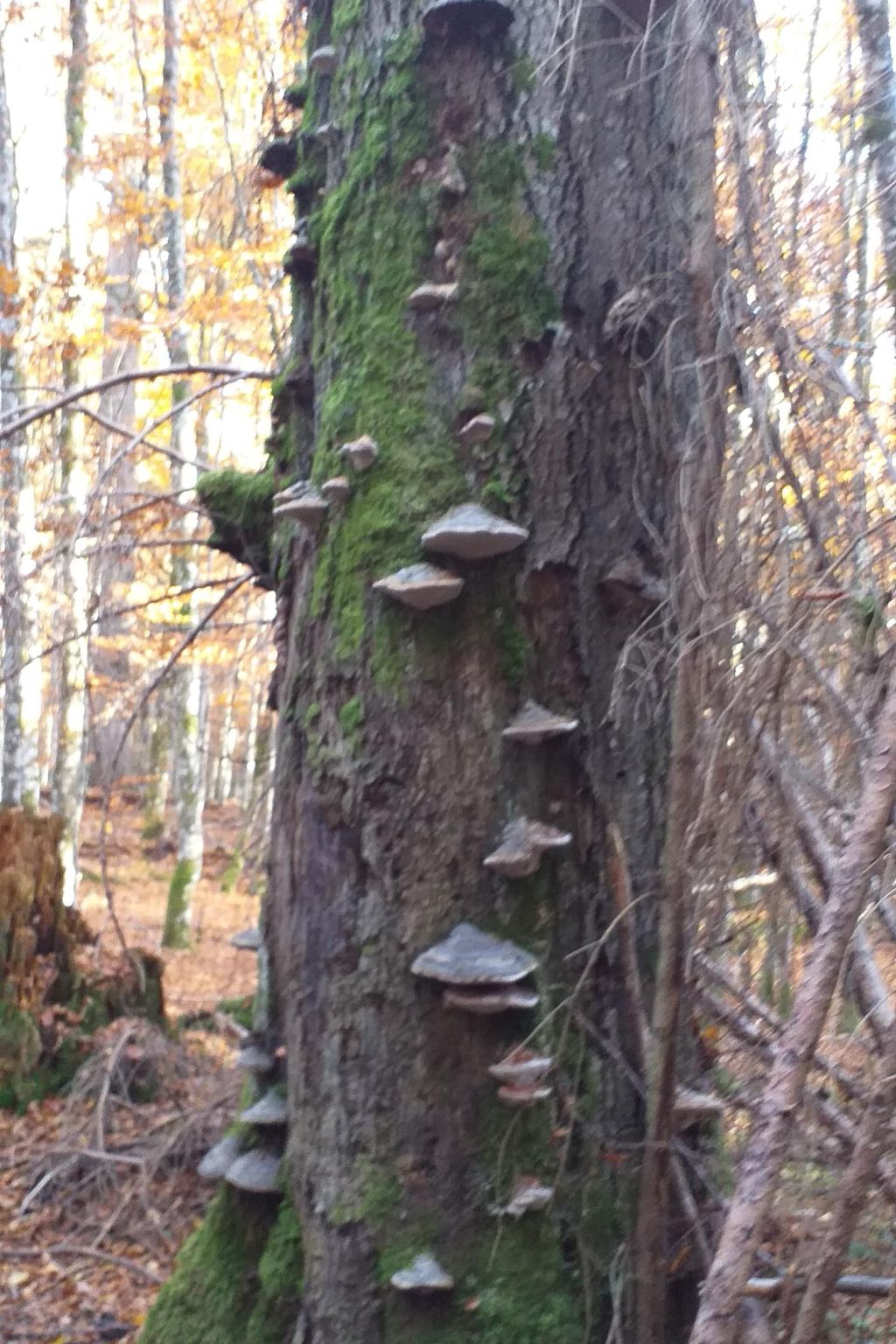 FeWo Steinbeisser-Binnen