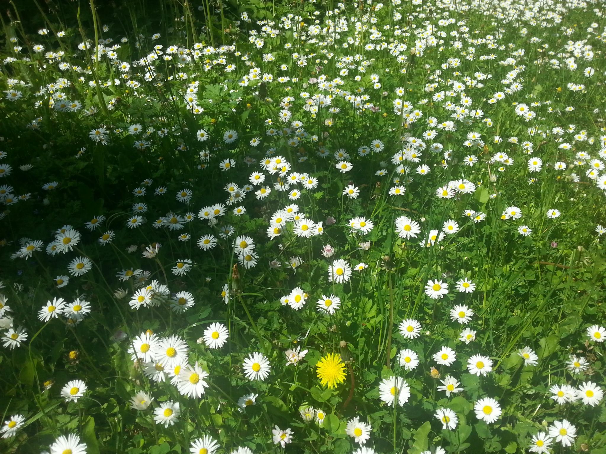 Finnisches Holzhaus-Image-tags.info