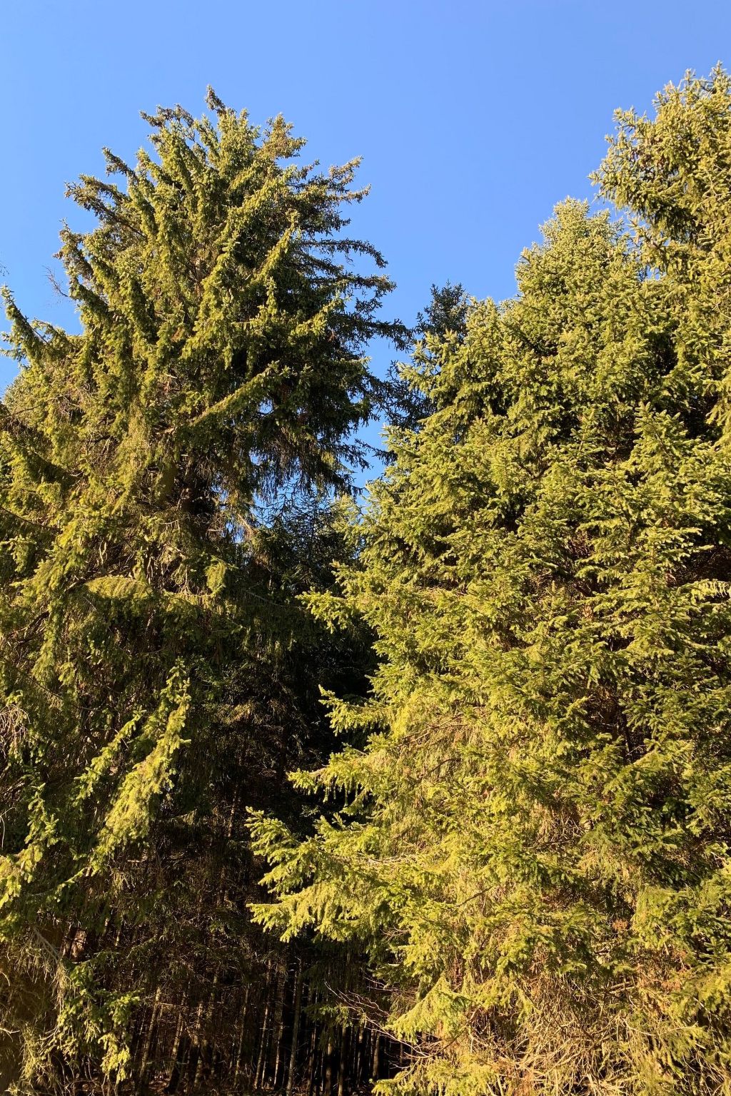 Fichtelzauber mit Sauna-Binnen