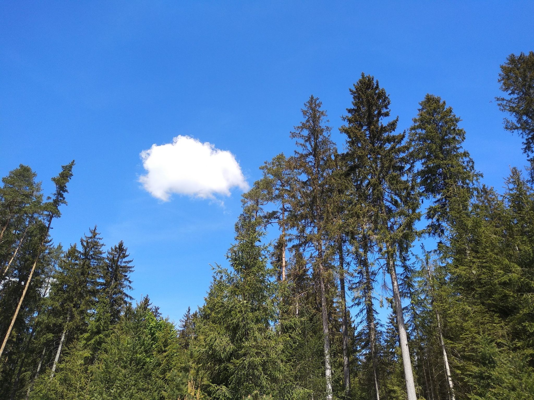 Fichtelzauber mit Sauna-Binnen