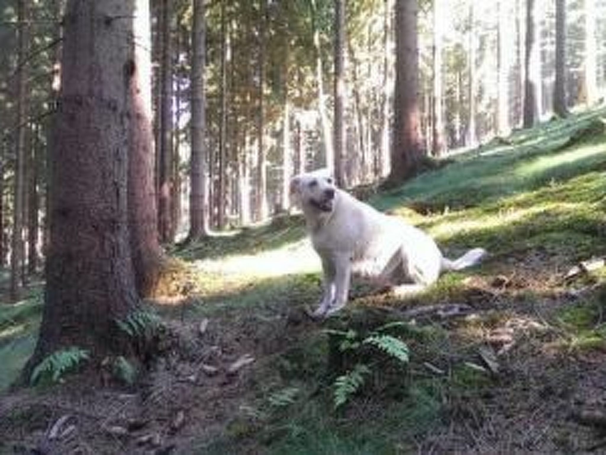 Vakantiehuis met omheinde tuin in Elbersreuth (Duitsland) 1 hond is welkom