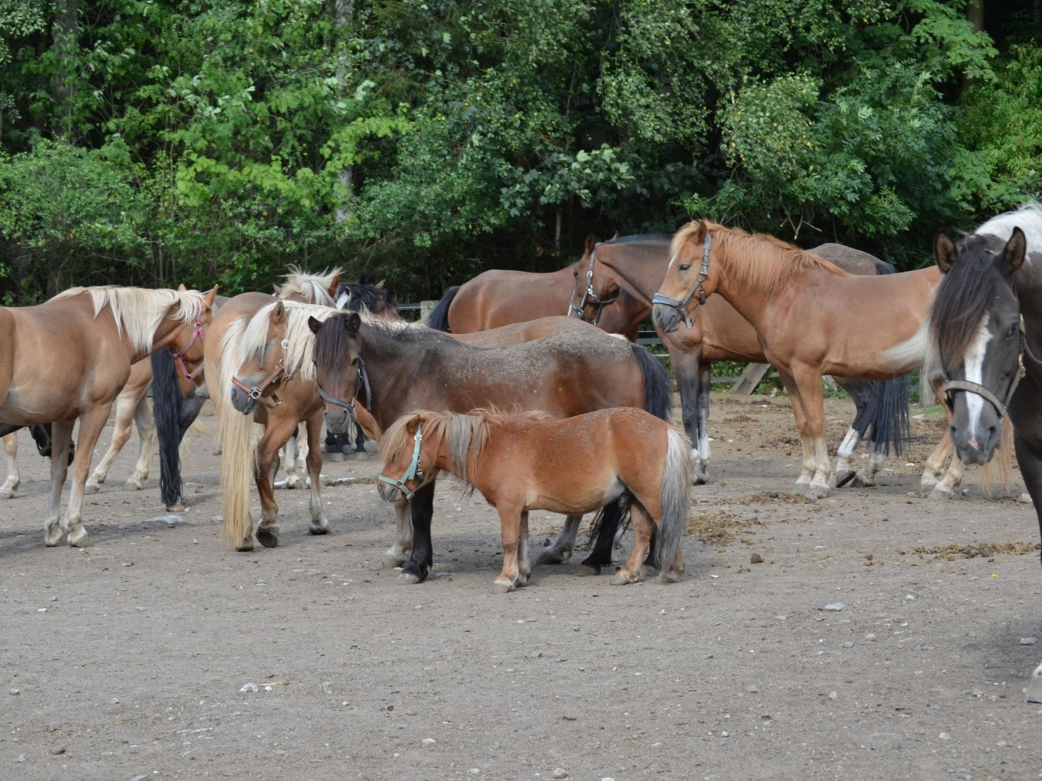 Auf einem Reiterhof-Dedans