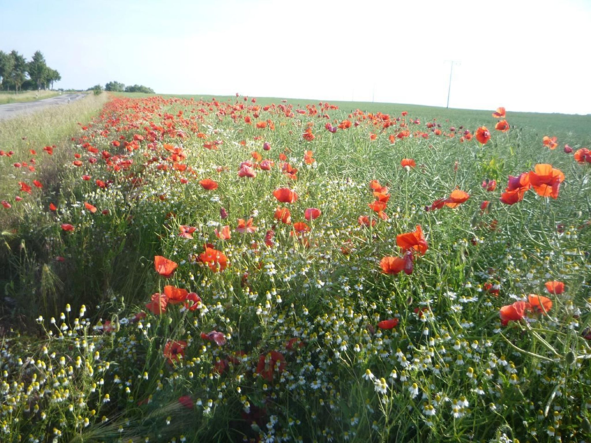 Schwedenhaus Zierow mit Terrasse und Grill-Dedans
